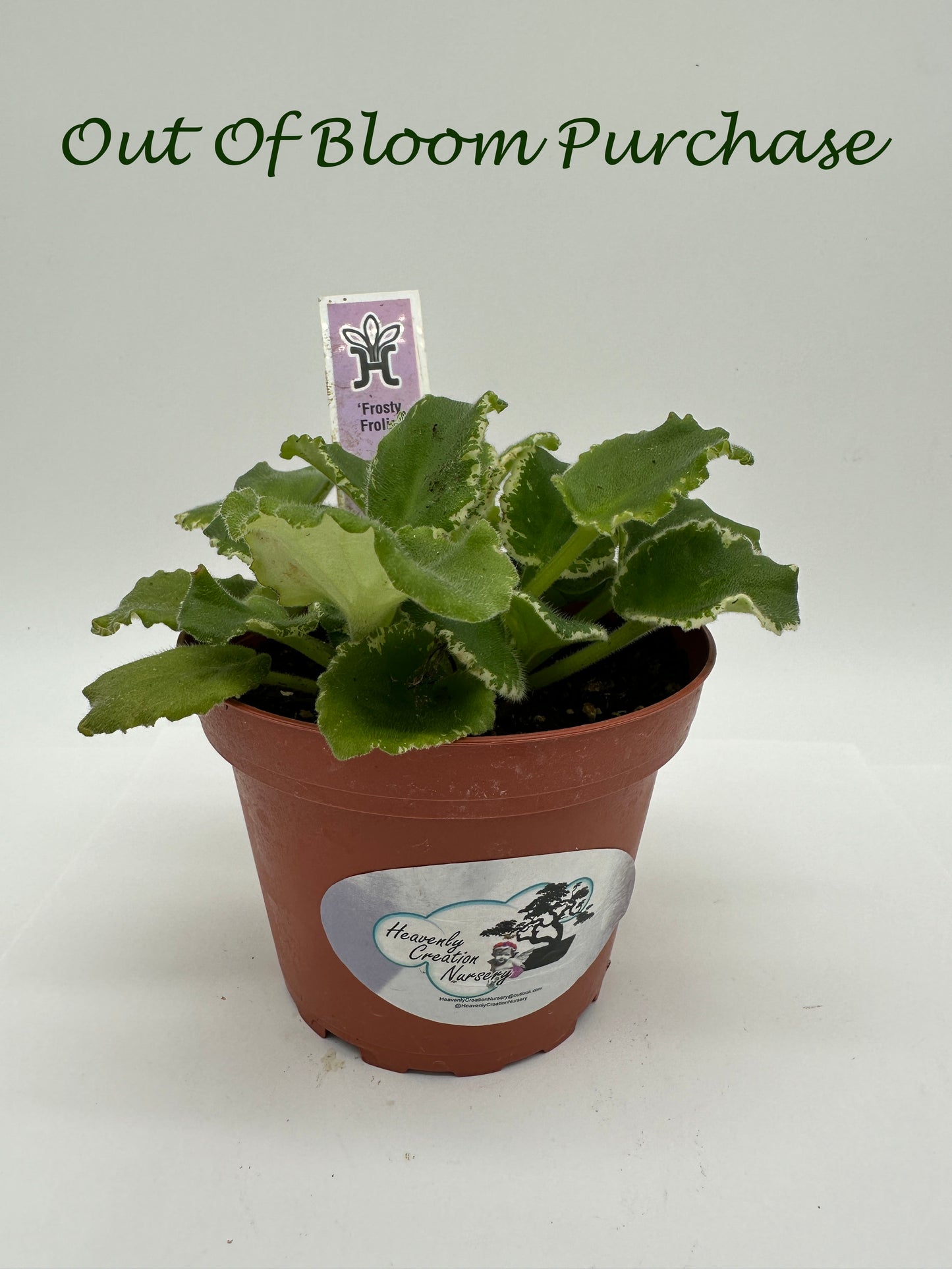 Frosty Frolic - Live African Violet 4"