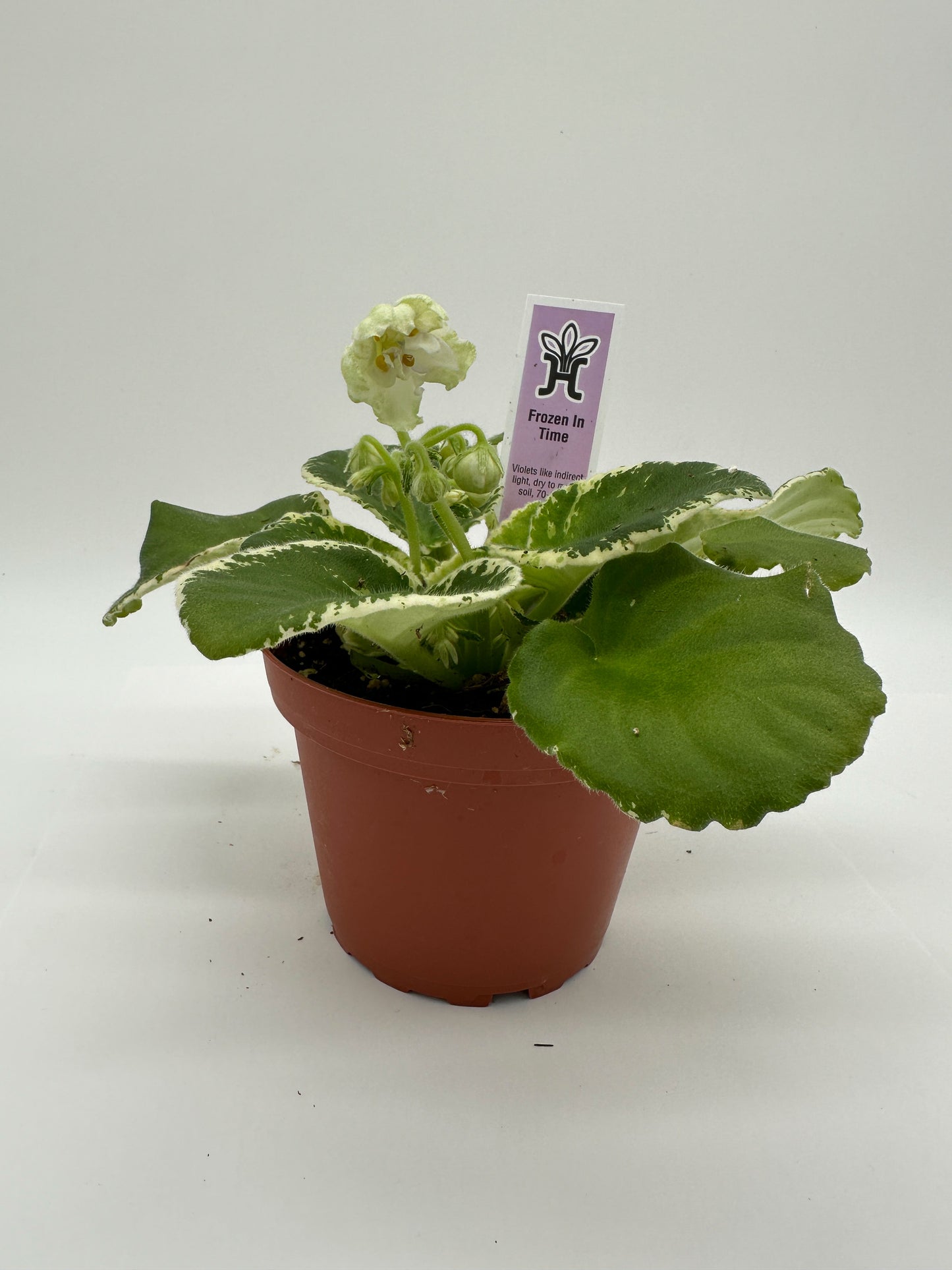 Frozen In Time - Live African Violet 4"