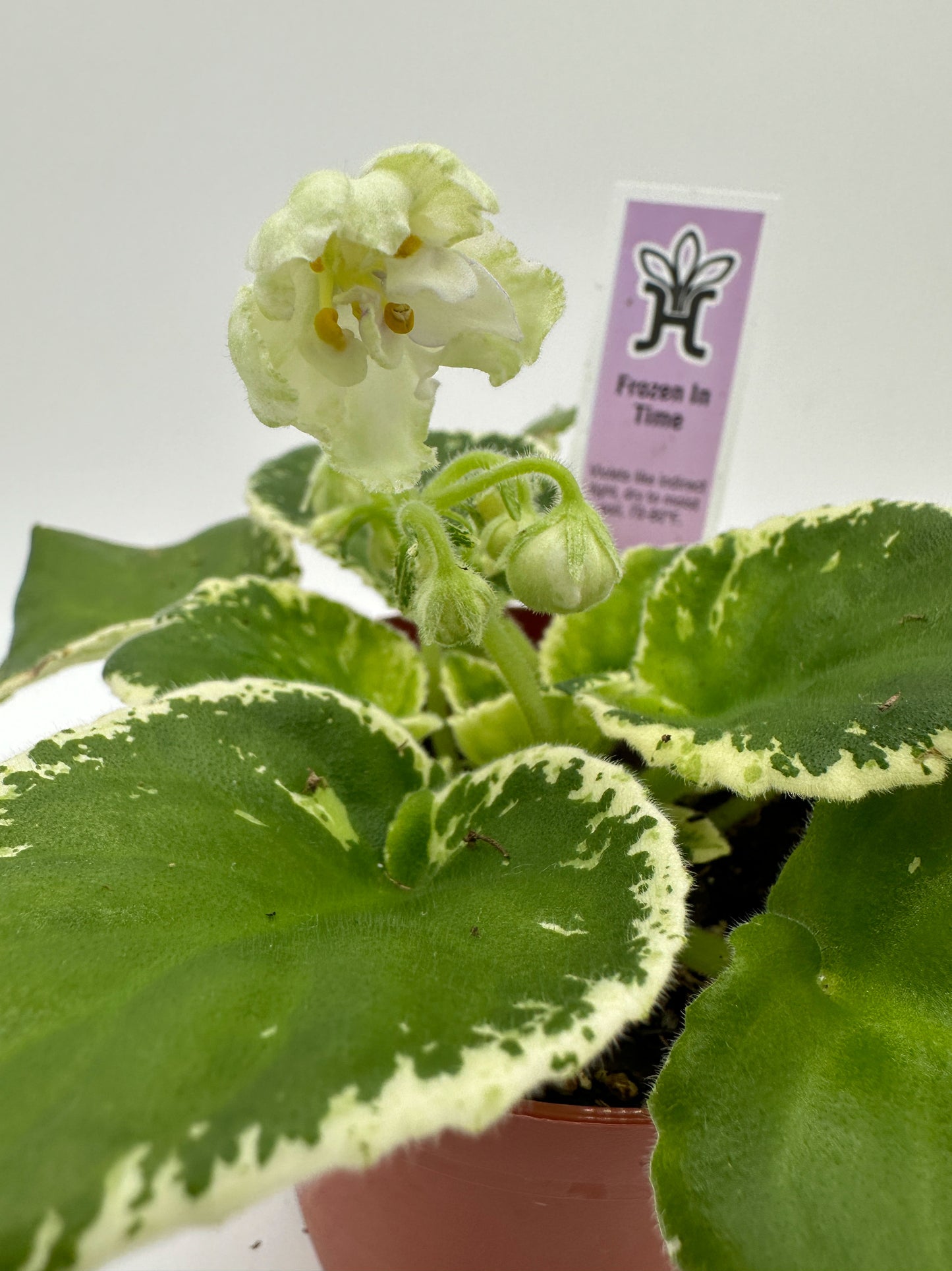 Frozen In Time - Live African Violet 4"