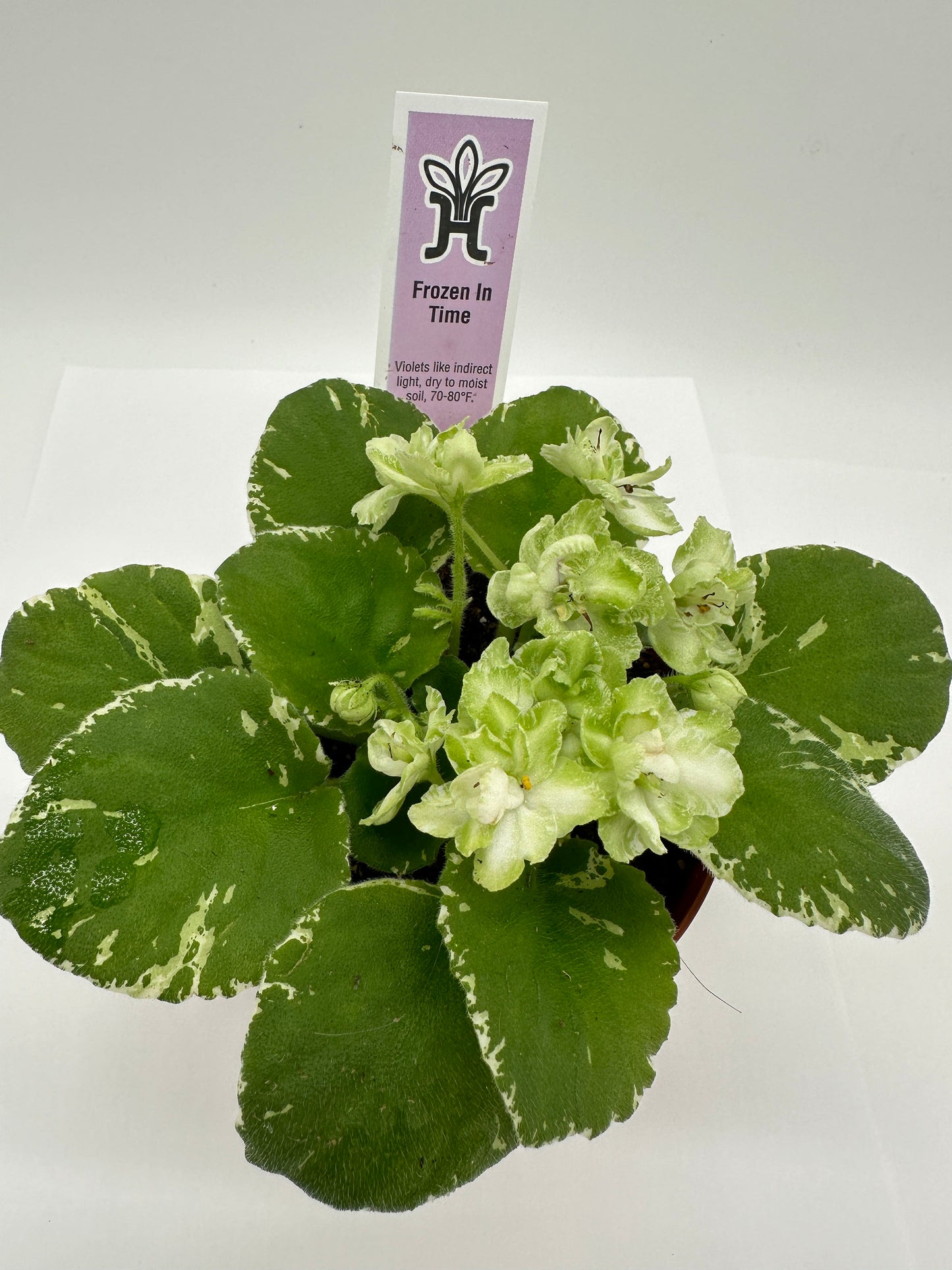 Frozen In Time - Live African Violet 4"