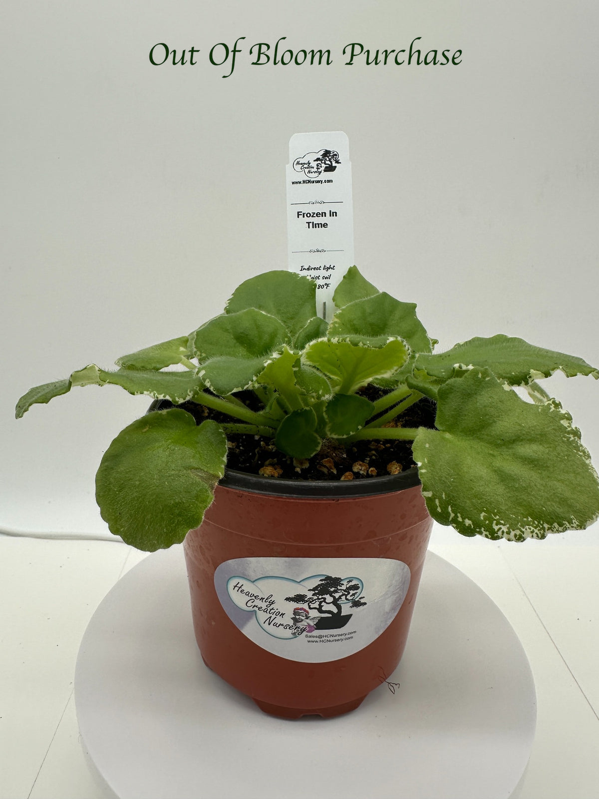 Frozen In Time - Live African Violet 4"