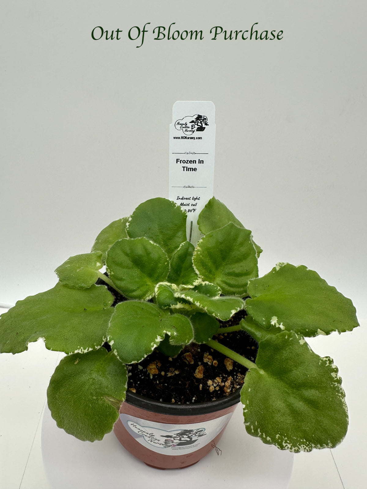 Frozen In Time - Live African Violet 4"