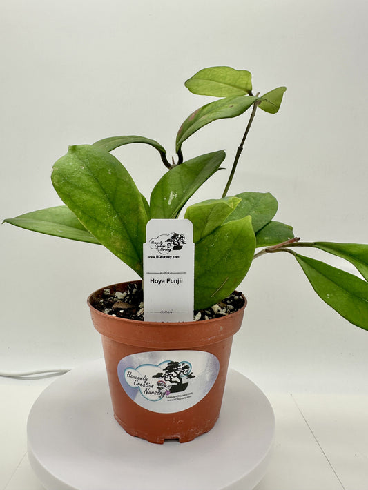 Funjii - Live Hoya 4"