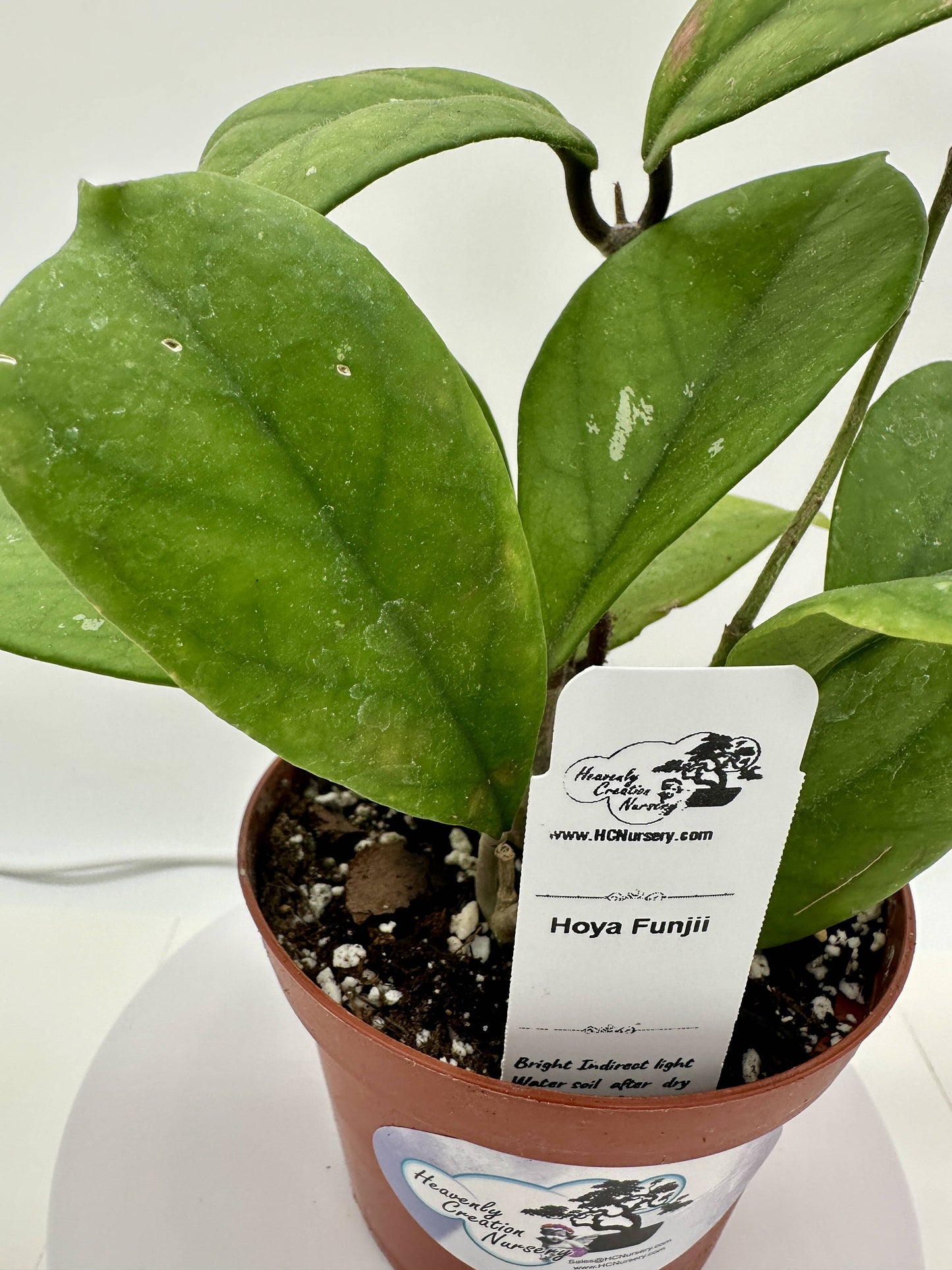 Funjii - Live Hoya 4"