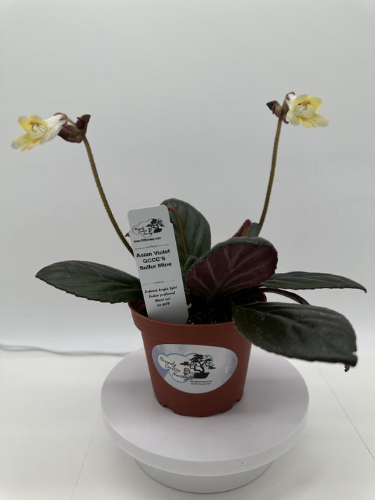 GCCC'S Sulfur Mine Asian Violet (Primulina) - Live Plant 4"