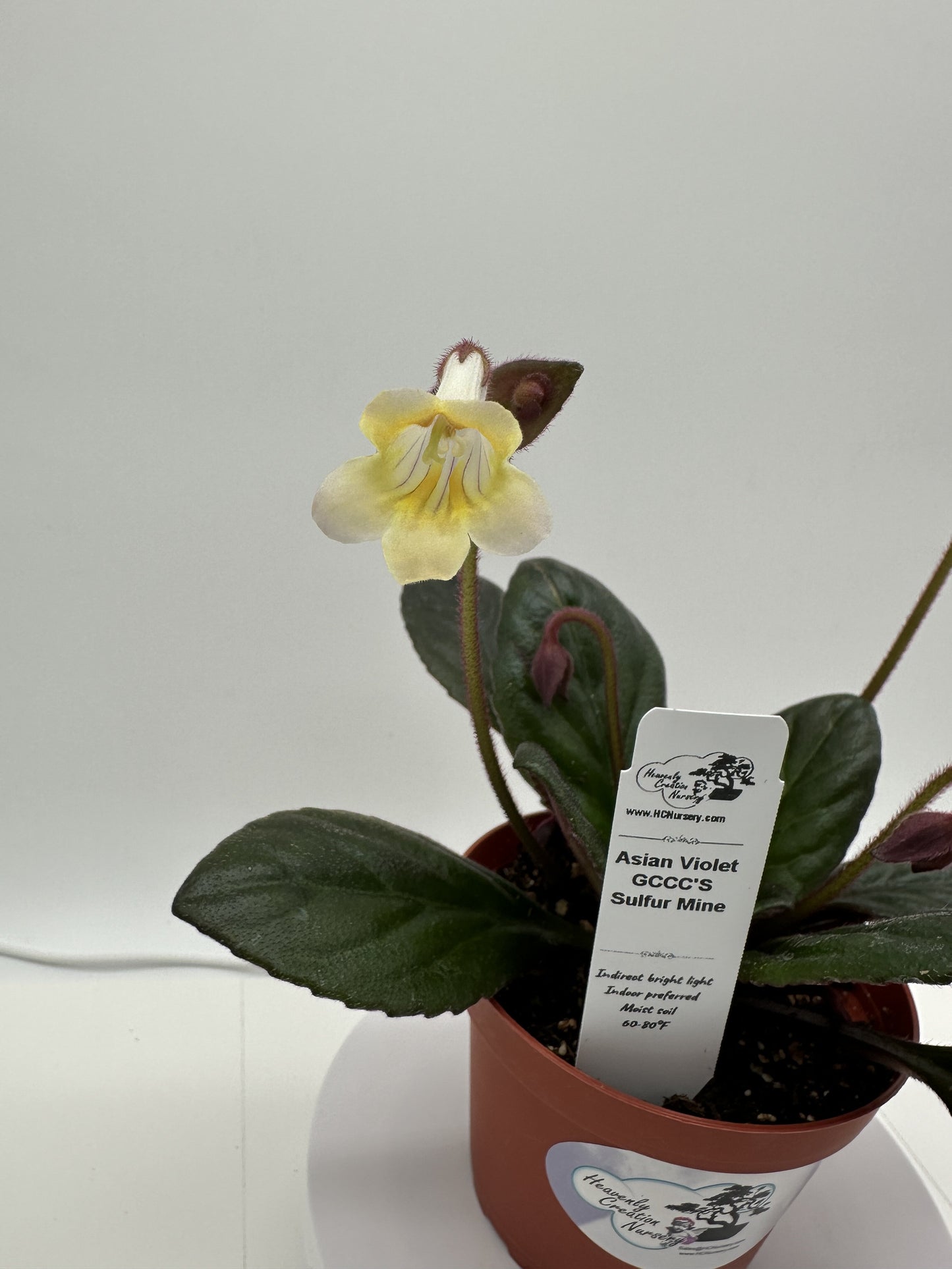GCCC'S Sulfur Mine Asian Violet (Primulina) - Live Plant 4"
