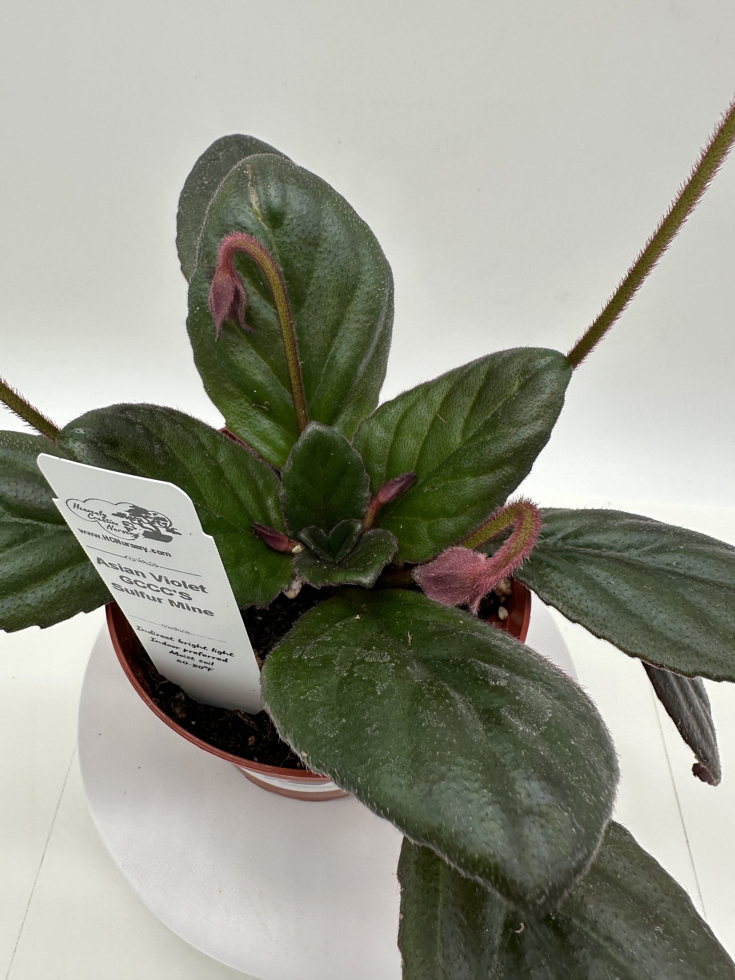 GCCC'S Sulfur Mine Asian Violet (Primulina) - Live Plant 4"
