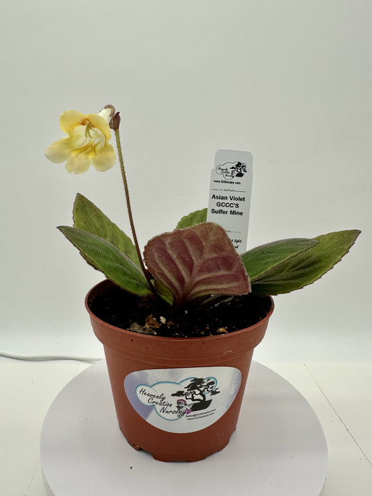 GCCC'S Sulfer Mine Asian Violet (Primulina) - Live Plant 4"