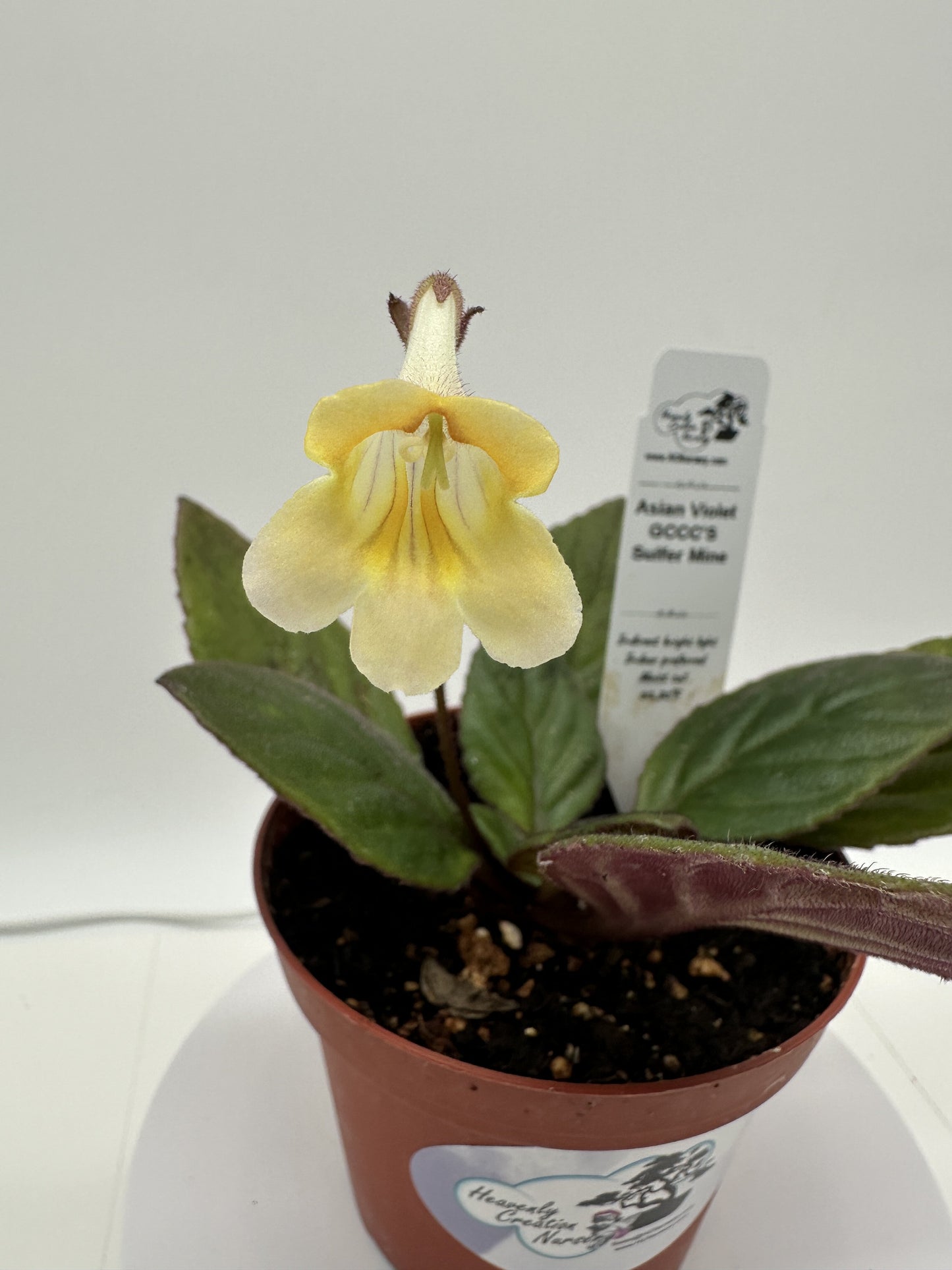 GCCC'S Sulfer Mine Asian Violet (Primulina) - Live Plant 4"