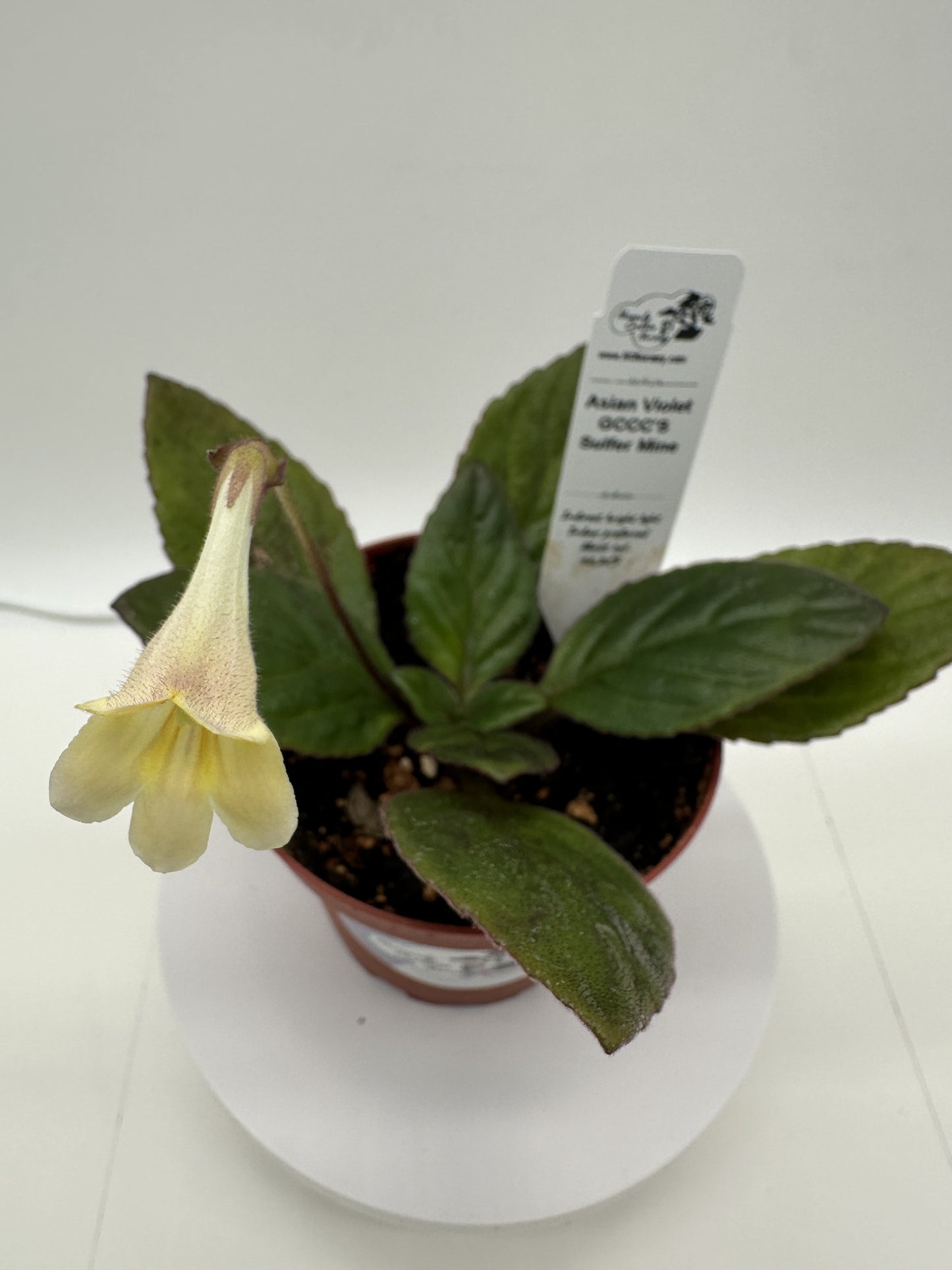 GCCC'S Sulfer Mine Asian Violet (Primulina) - Live Plant 4"
