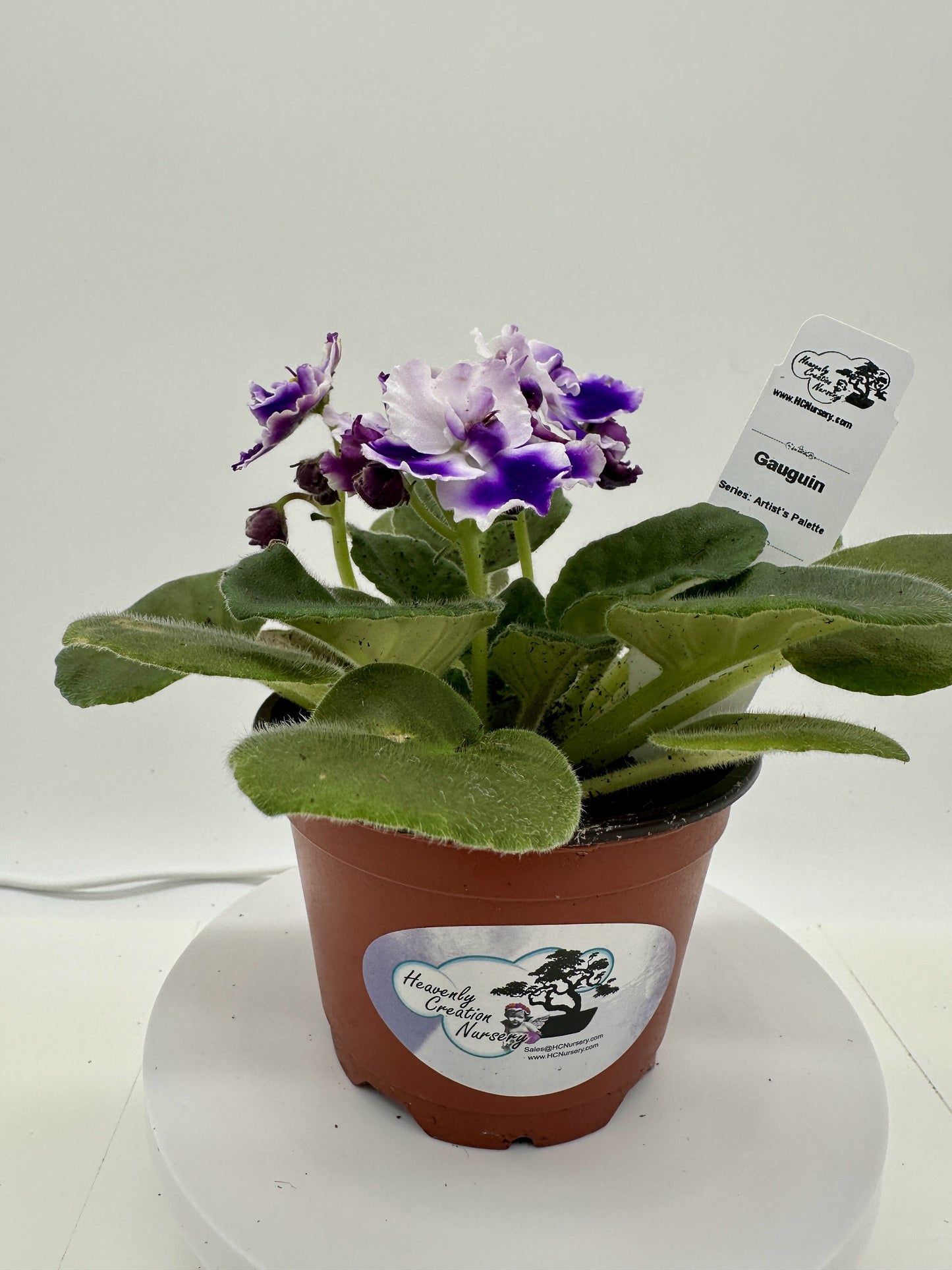 Gauguin - Live African Violet 4" - Series: Artist's Palette