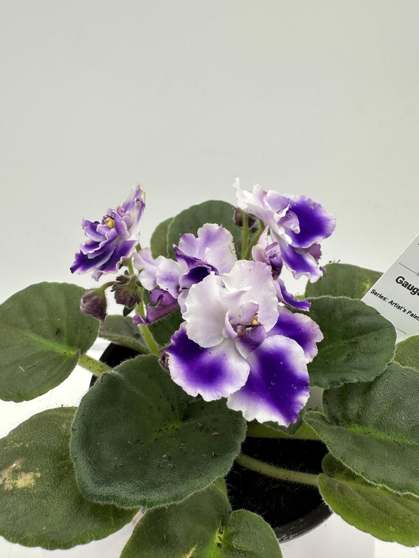 Gauguin - Live African Violet 4" - Series: Artist's Palette