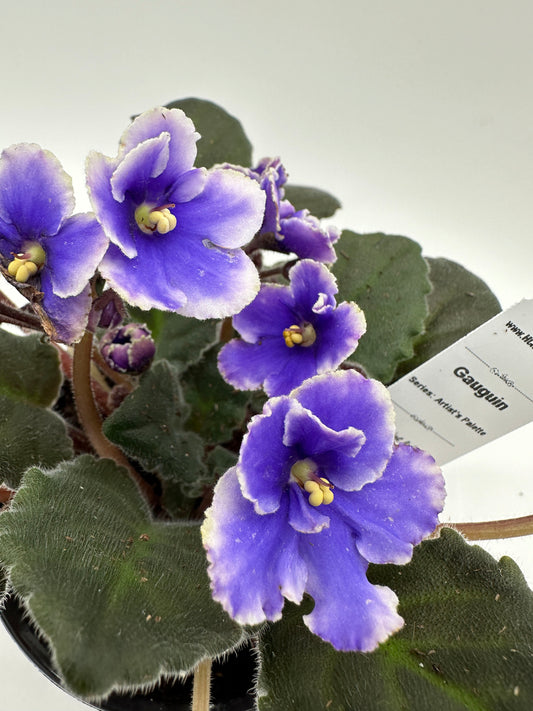 Gauguin - Live African Violet 4" - Series: Artist's Palette