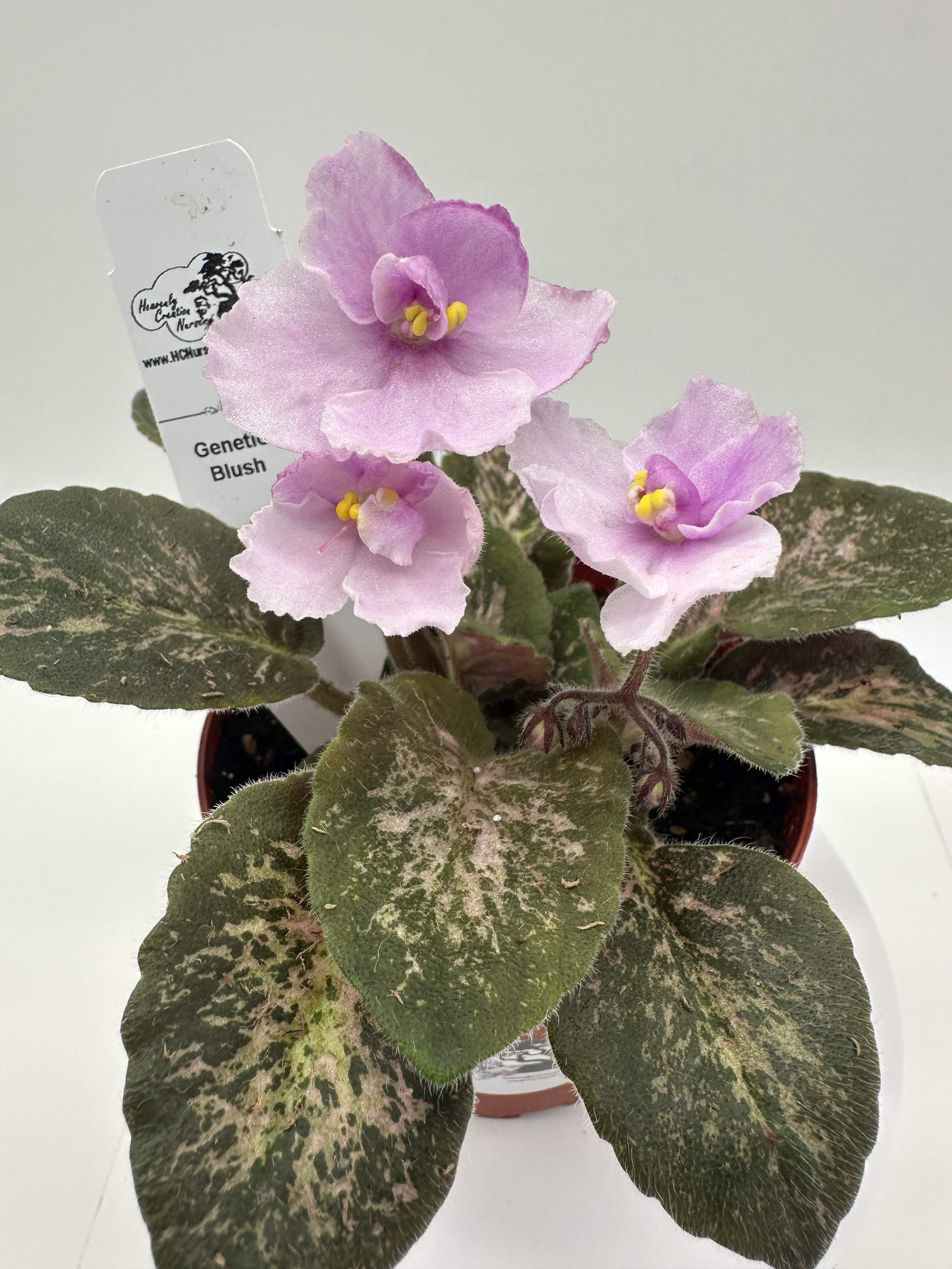 Genetic Blush - Live African Violet 4