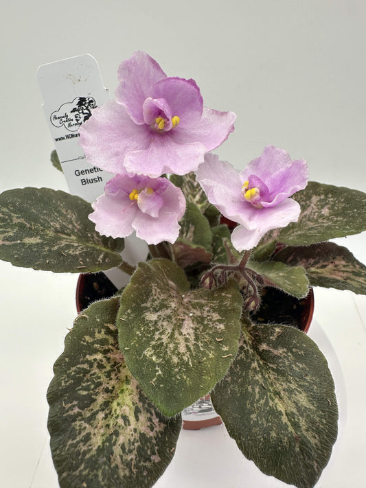 Genetic Blush - Live African Violet 4"