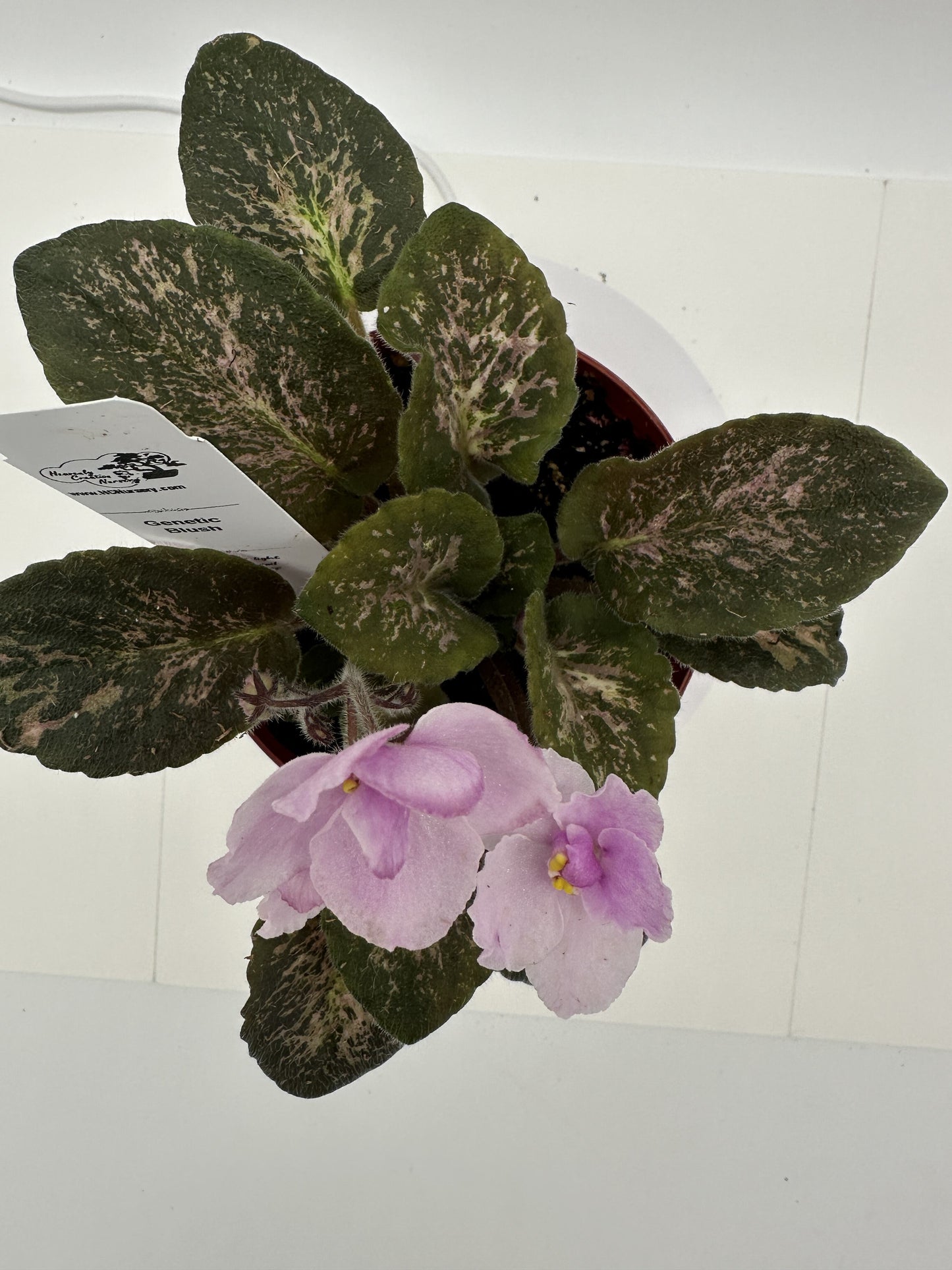 Genetic Blush - Live African Violet 4"