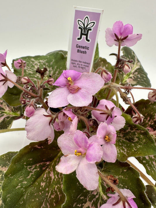 Genetic Blush - Live African Violet 4"