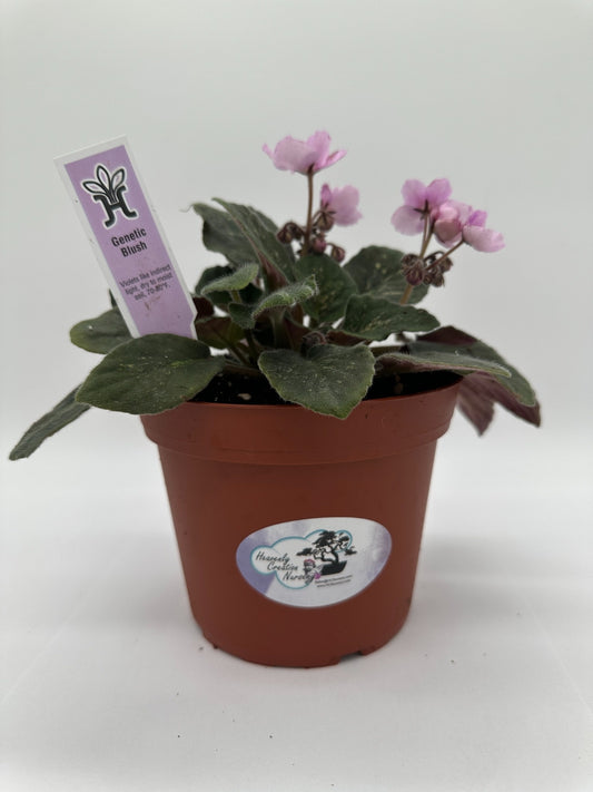 Genetic Blush - Live African Violet 6"