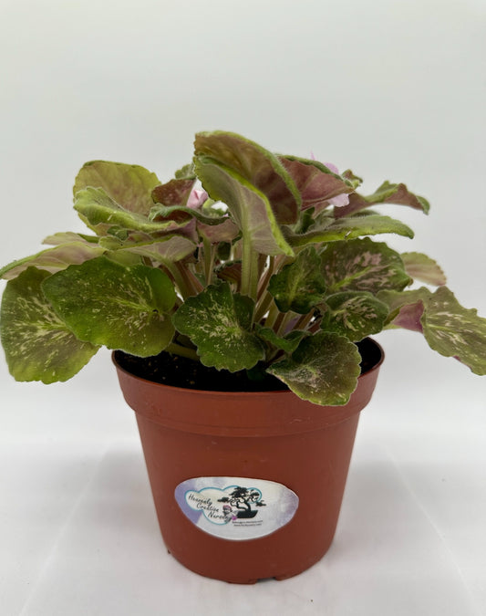 Genetic Blush - Live African Violet 6"