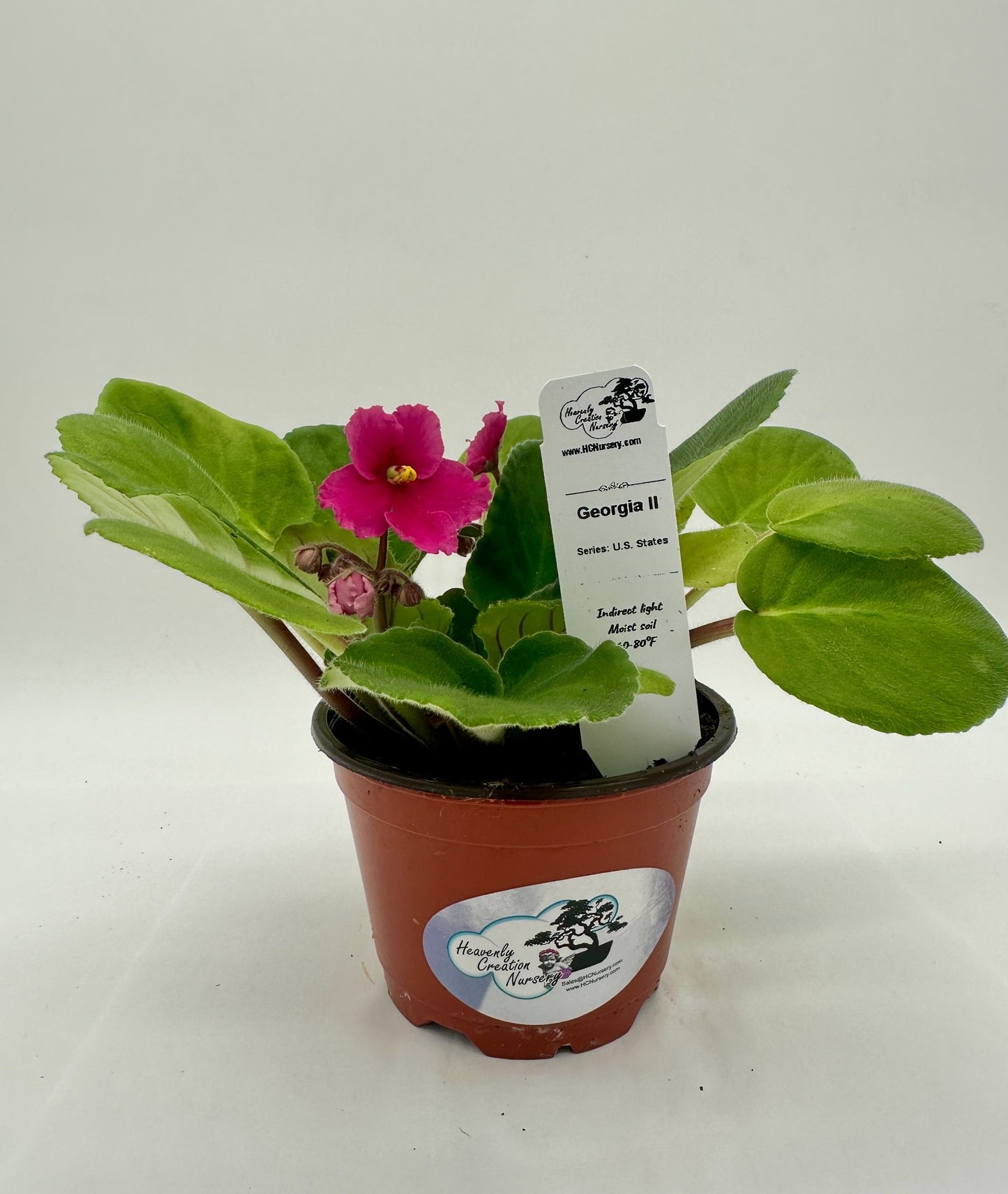 Georgia II - Live African Violet 4" - Series: U.S. States