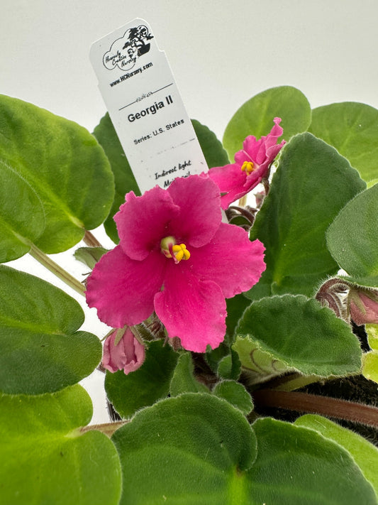 Georgia II - Live African Violet 4" - Series: U.S. States