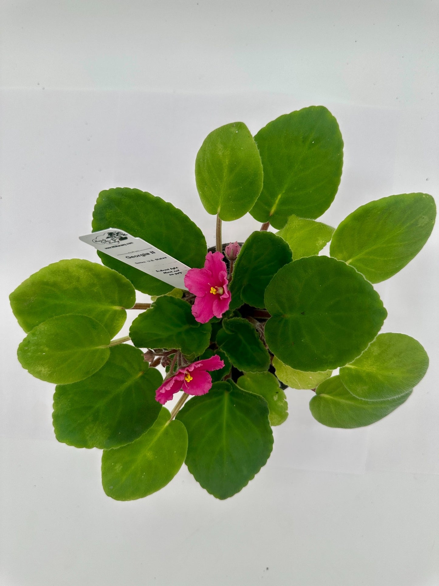 Georgia II - Live African Violet 4" - Series: U.S. States