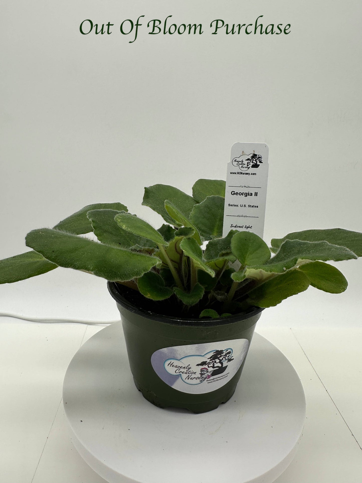 Georgia II - Live African Violet 4" - Series: U.S. States