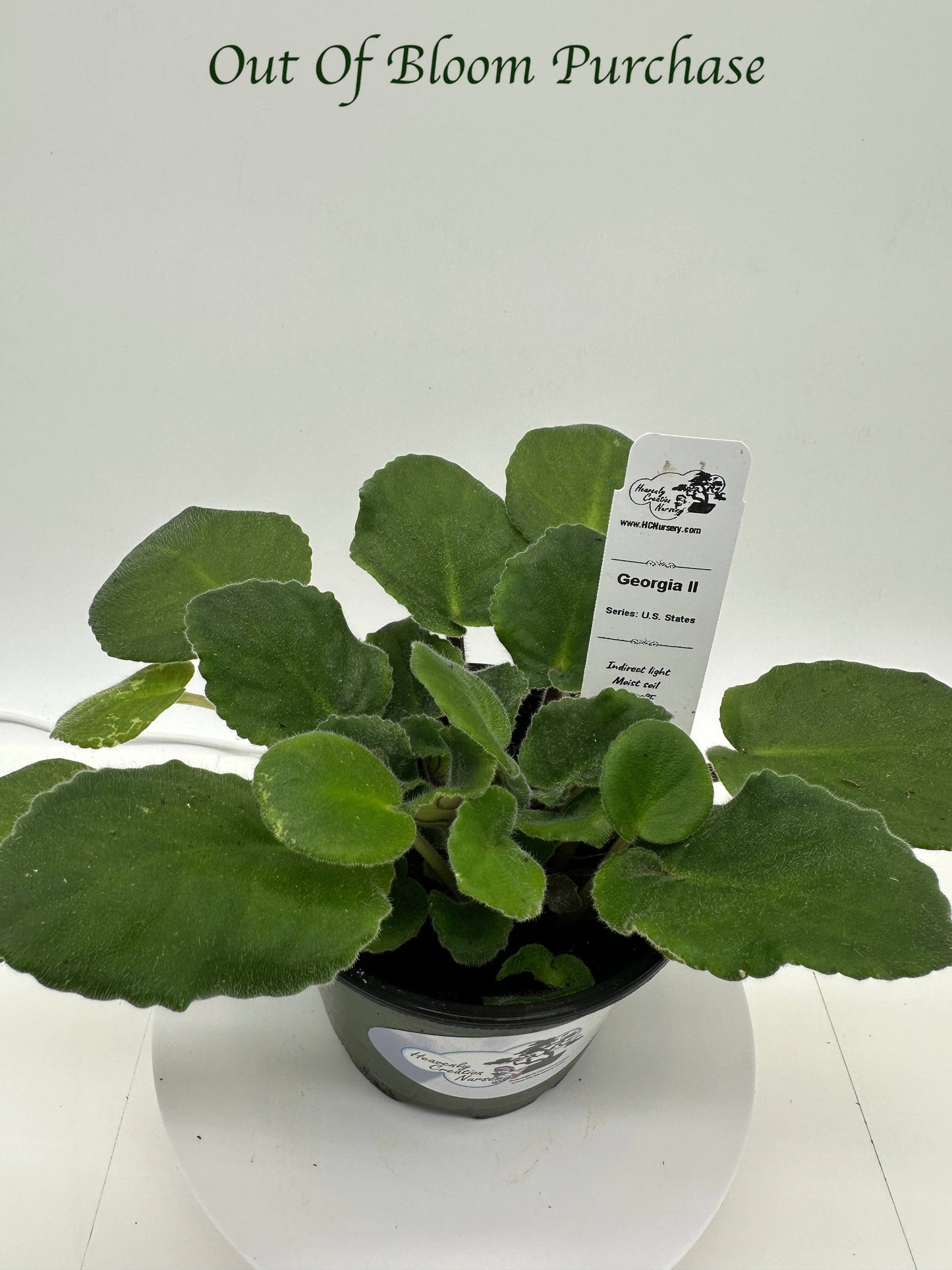 Georgia II - Live African Violet 4" - Series: U.S. States