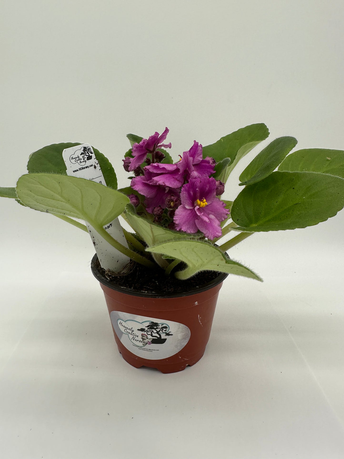 Georgia II - Live African Violet 4" - Series: U.S. States