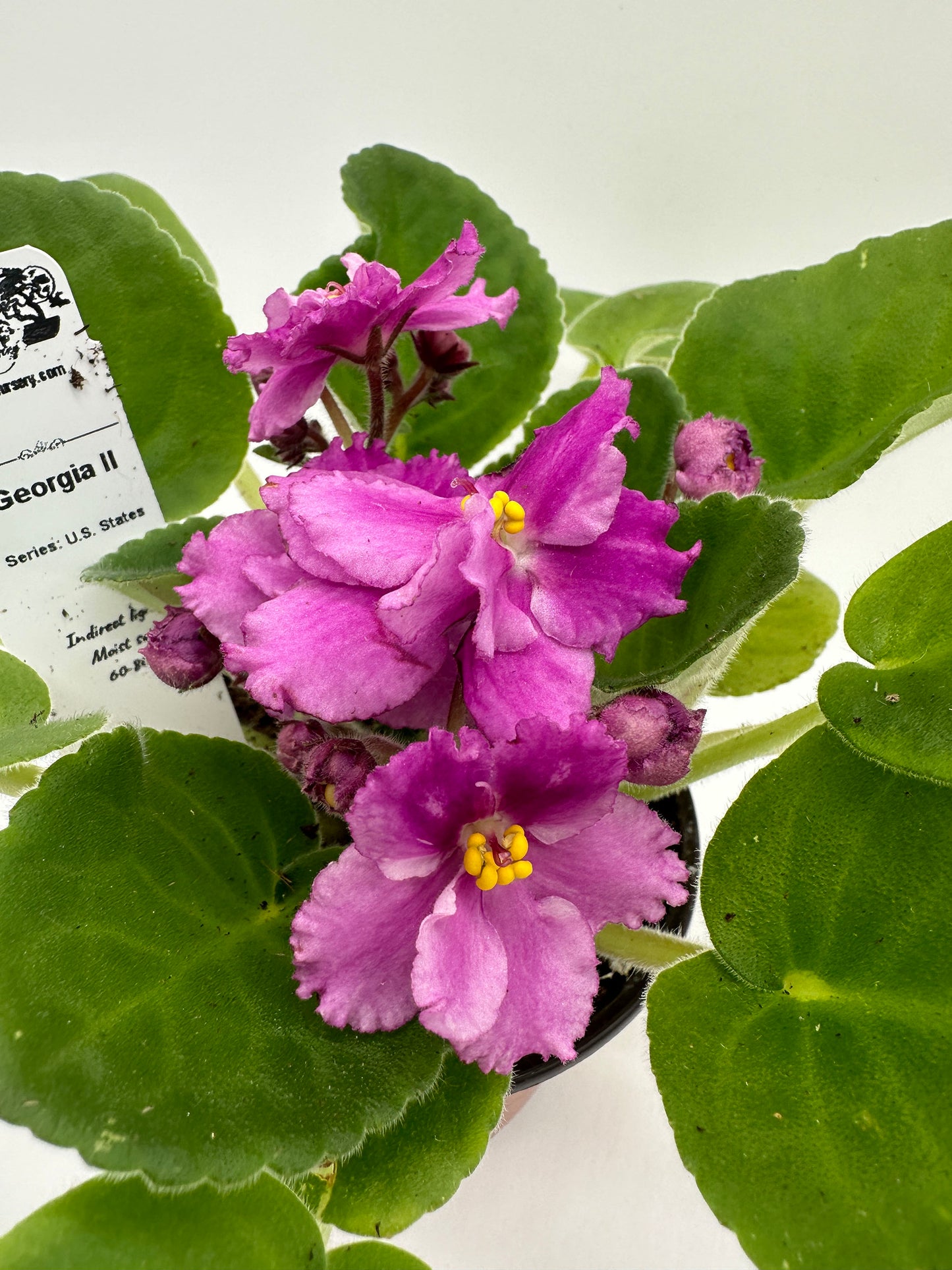 Georgia II - Live African Violet 4" - Series: U.S. States