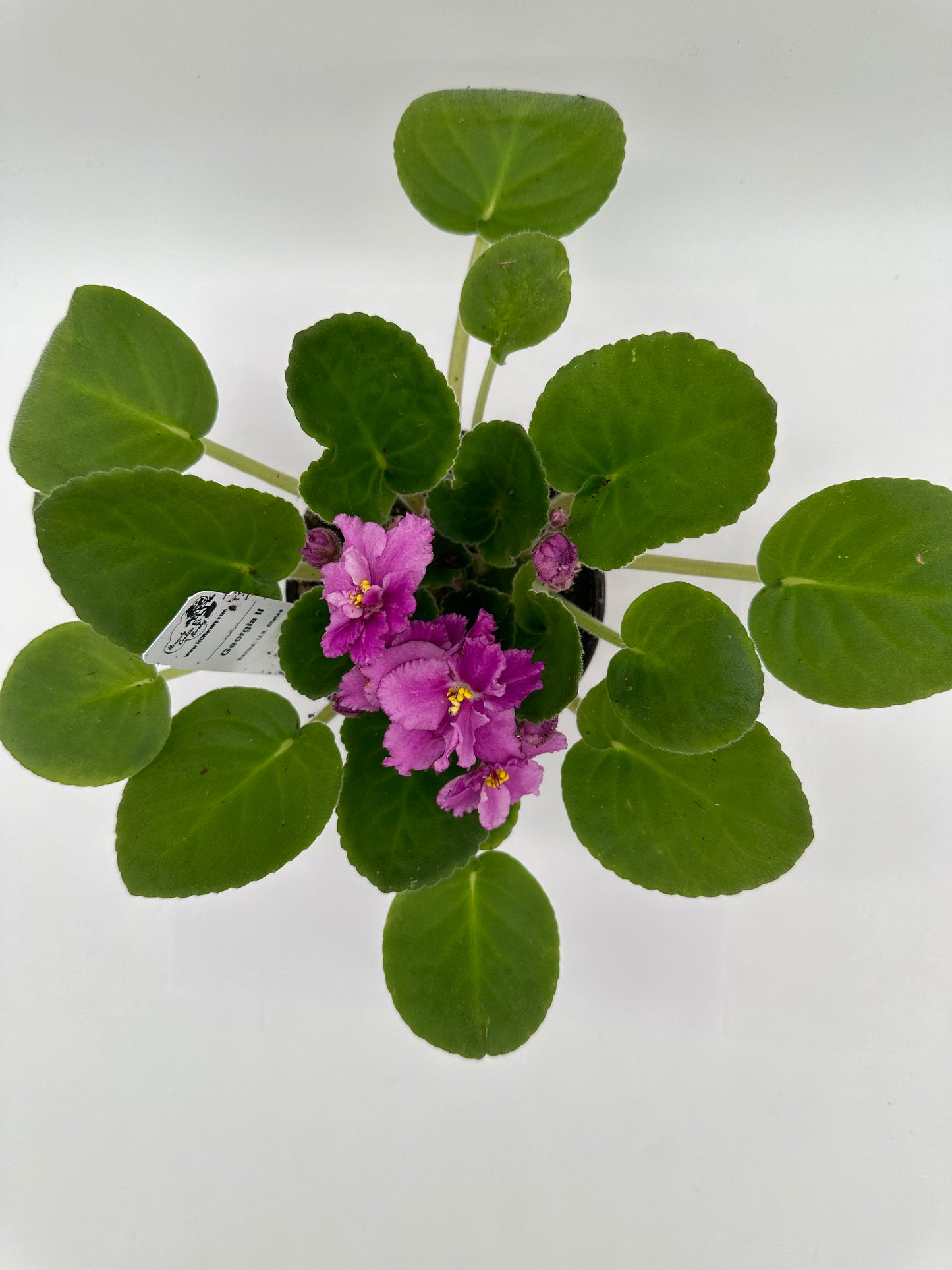 Georgia II - Live African Violet 4" - Series: U.S. States