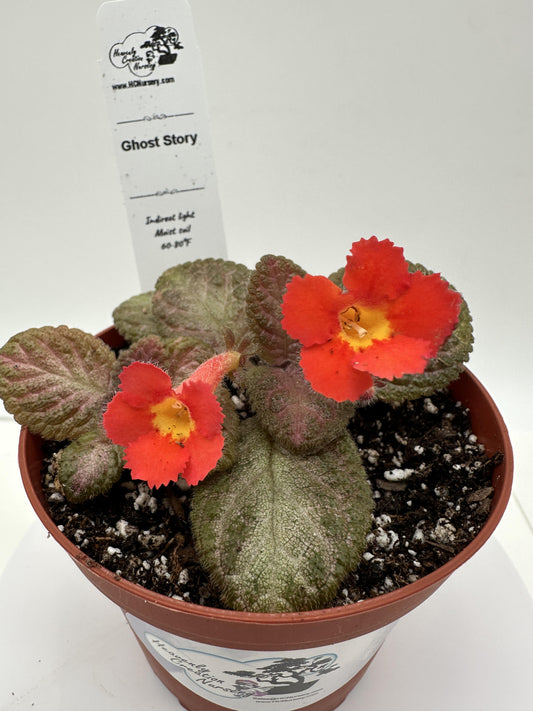 Ghost Story - Live Episcia 4"