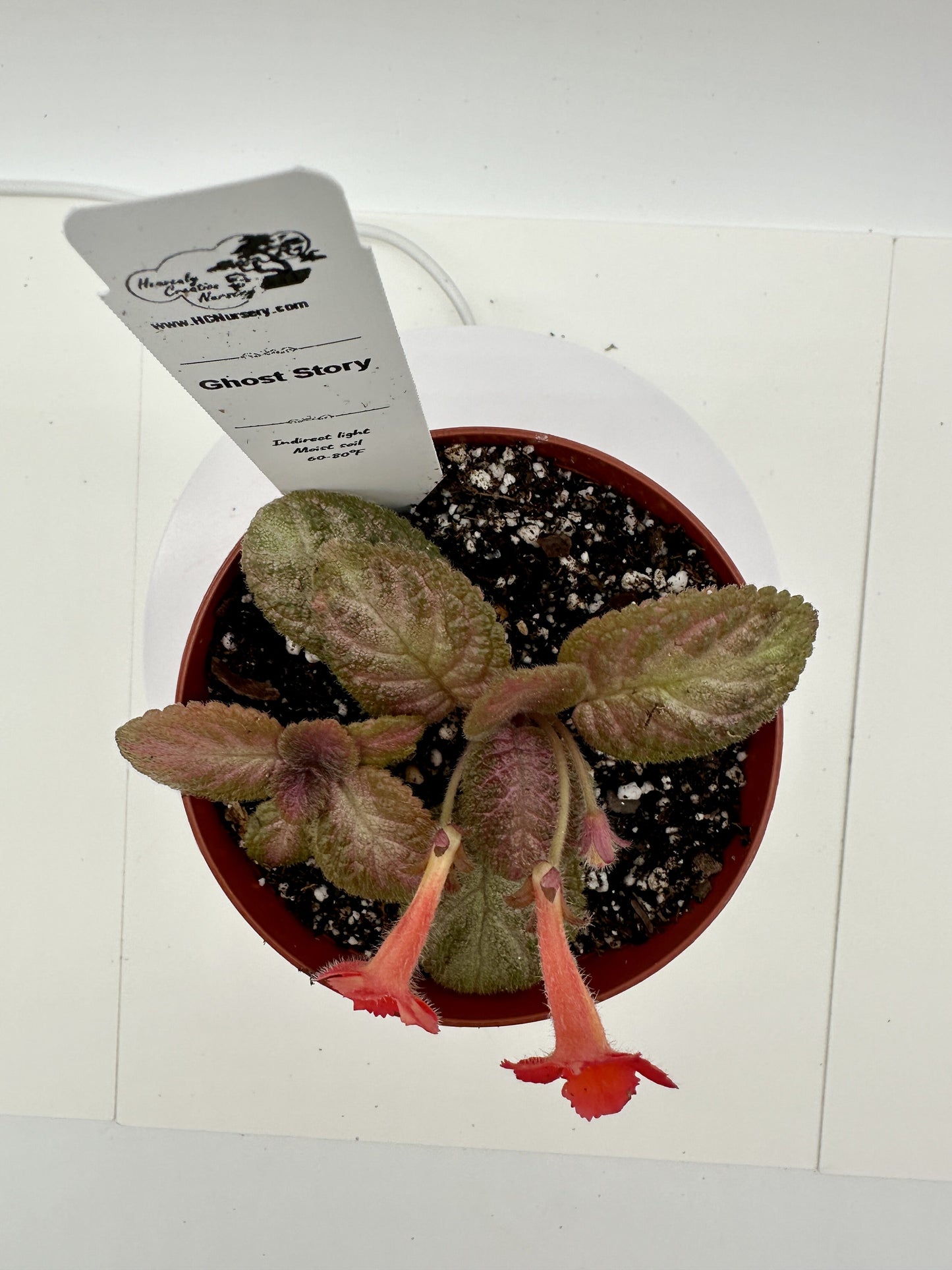 Ghost Story - Live Episcia 4"