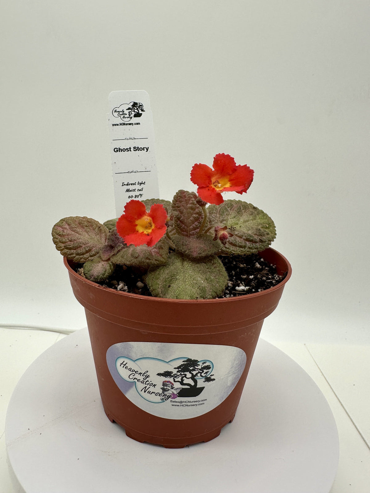 Ghost Story - Live Episcia 4"