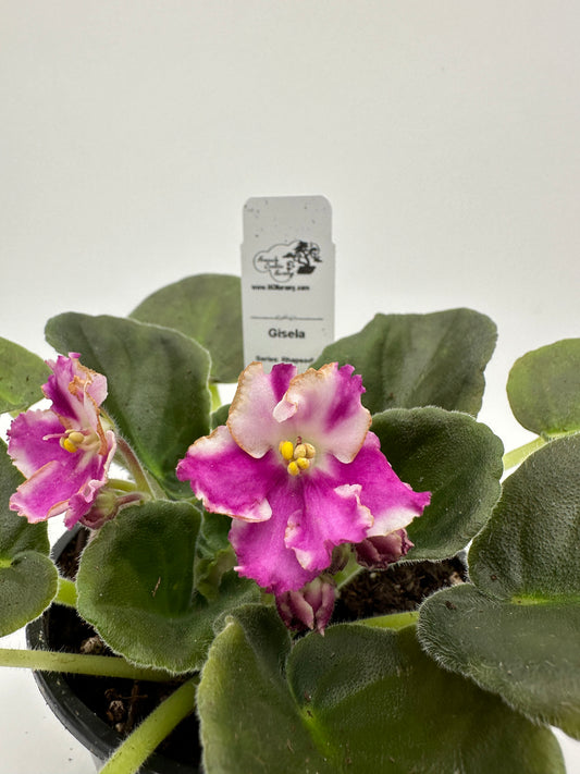 Gisela - Live African Violet 4" - Series: Rhapsodie