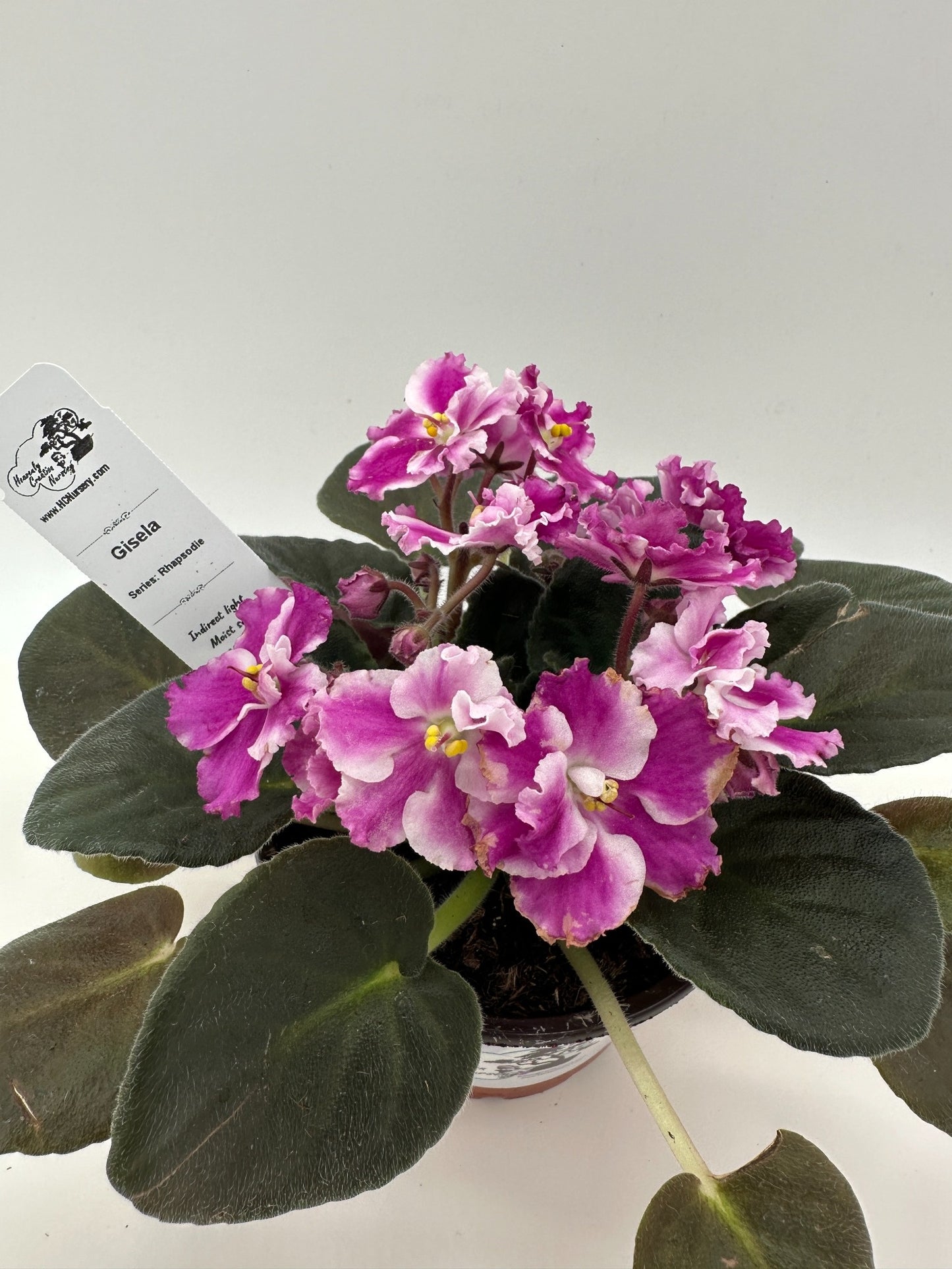 Gisela - Live African Violet 4" - Series: Rhapsodie