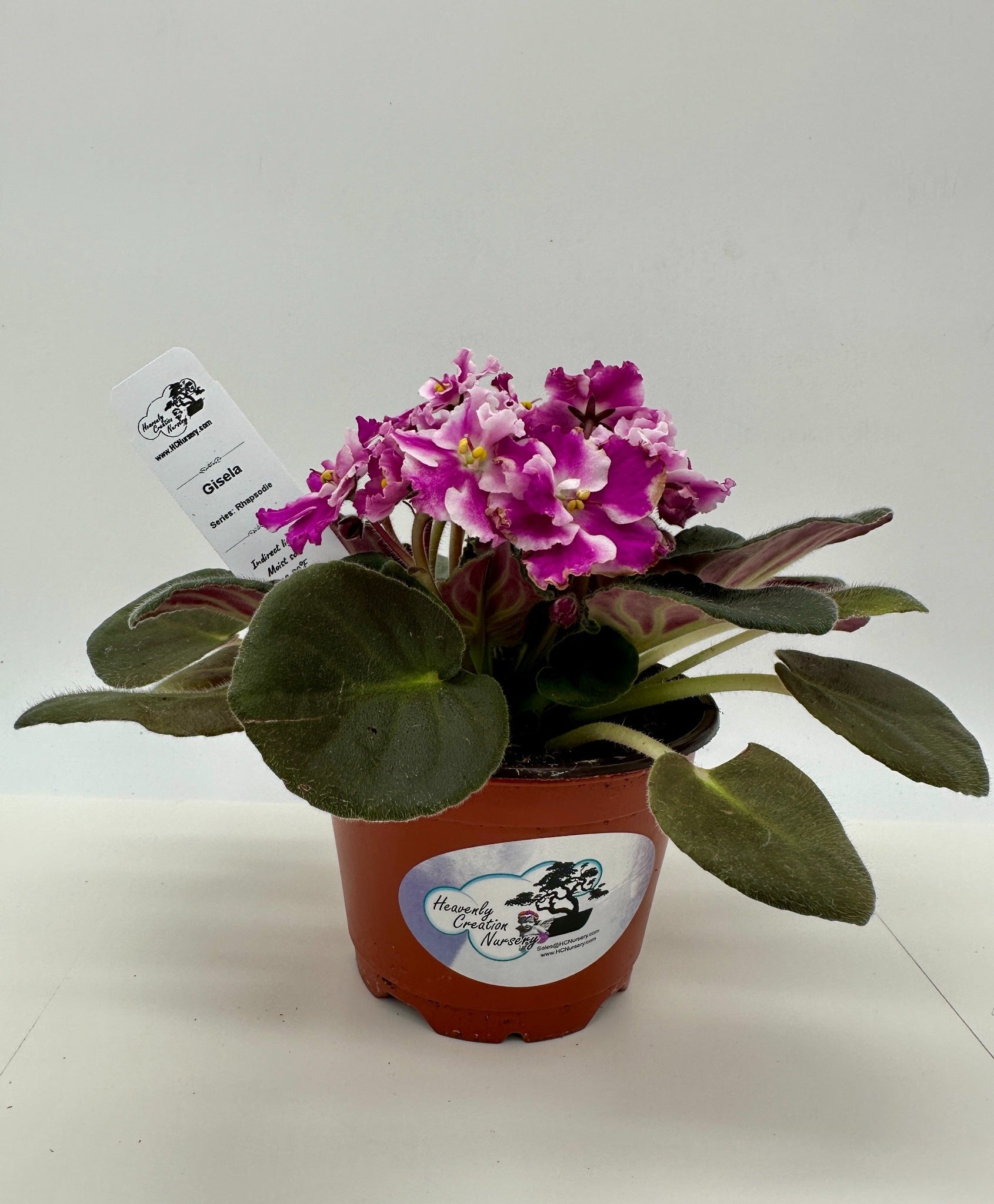 Gisela - Live African Violet 4