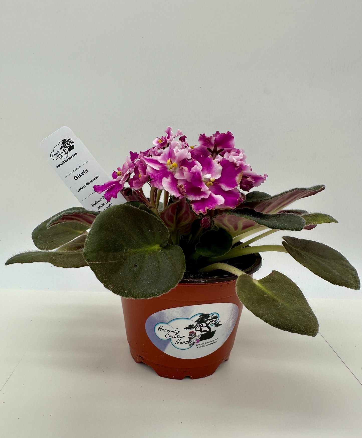Gisela - Live African Violet 4" - Series: Rhapsodie
