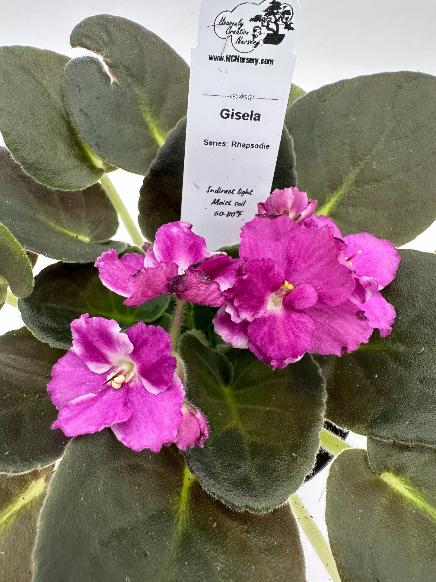 Gisela - Live African Violet 4" - Series: Rhapsodie