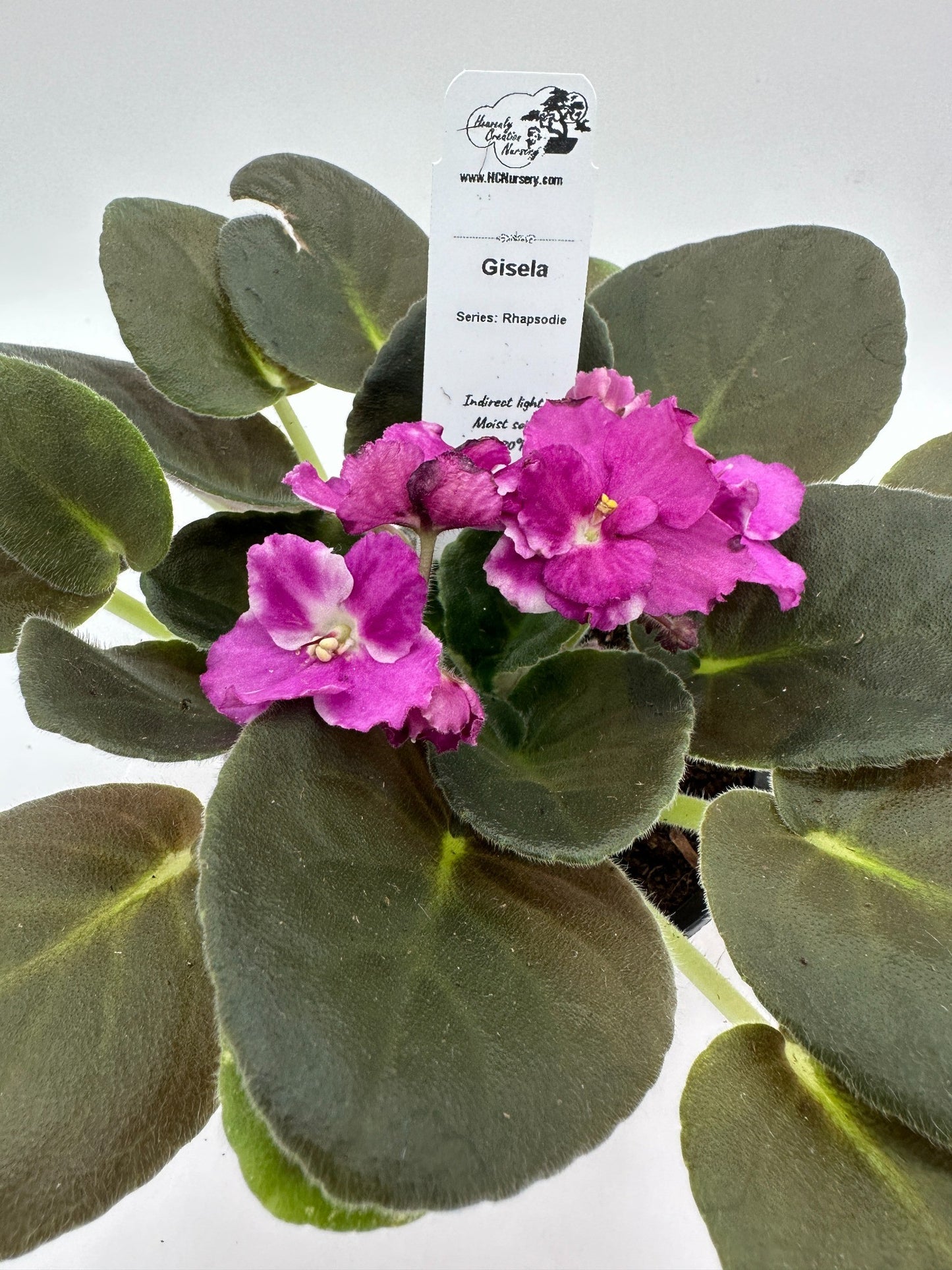 Gisela - Live African Violet 4" - Series: Rhapsodie