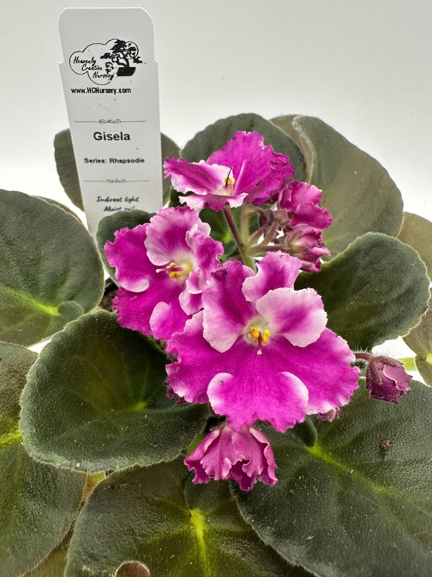 Gisela - Live African Violet 4" - Series: Rhapsodie