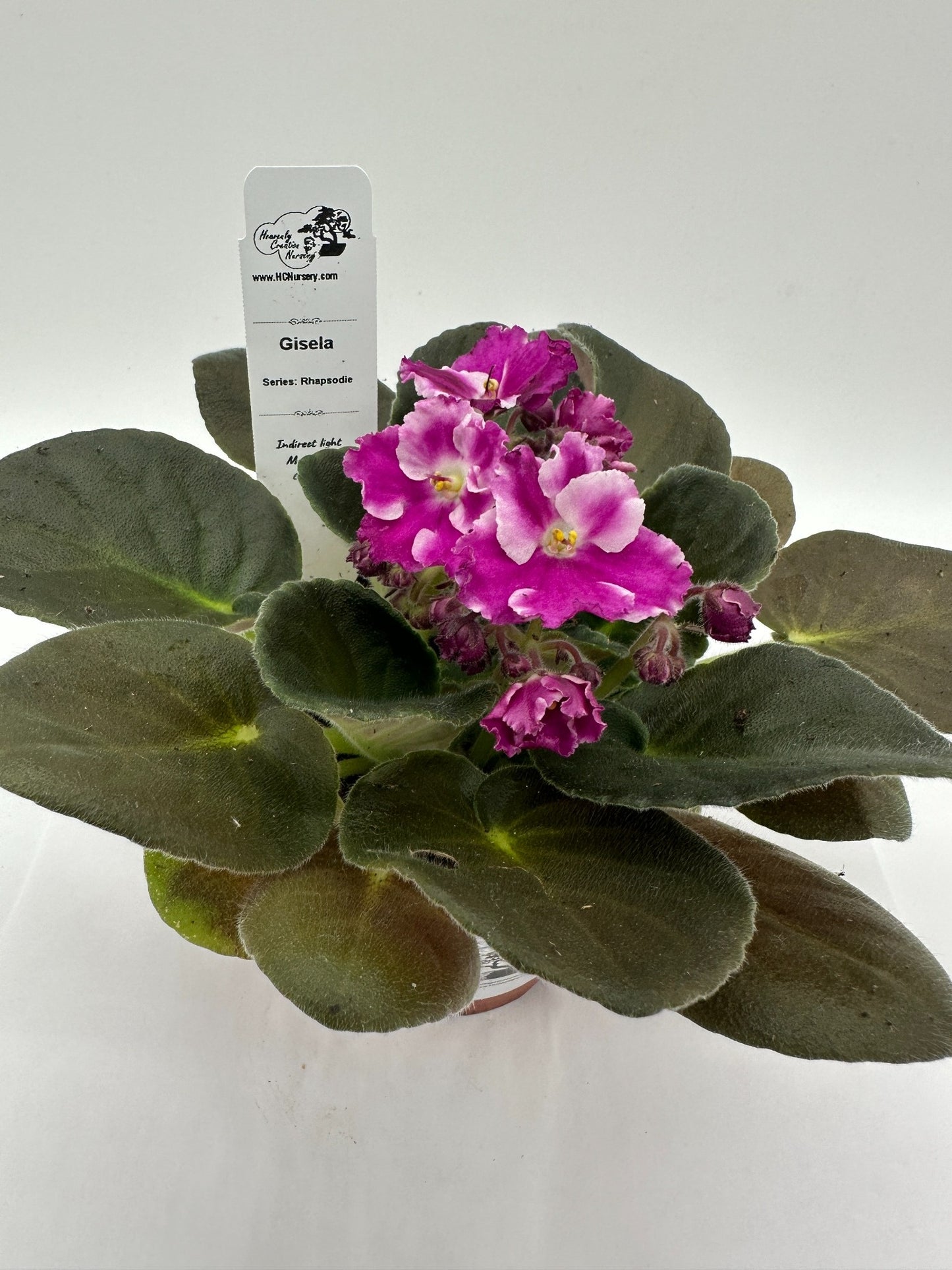 Gisela - Live African Violet 4" - Series: Rhapsodie