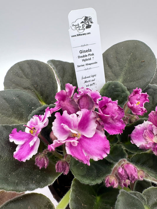 Gisela - Double Pink Hybrid - Live African Violet 4" - Series: Rhapsodie