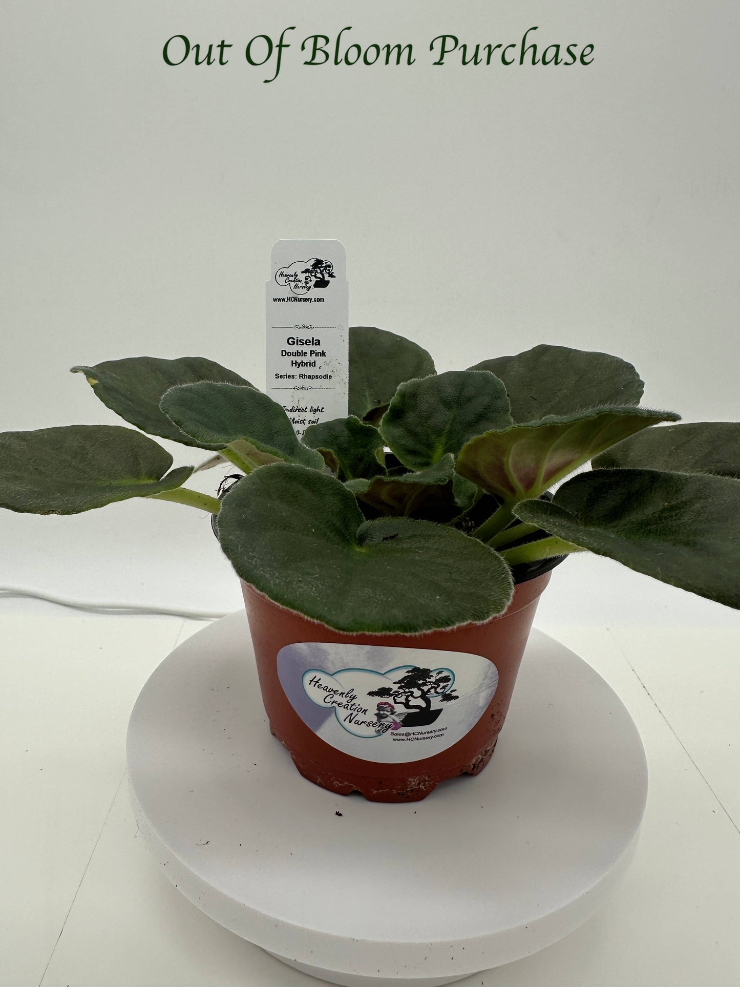 Gisela - Double Pink Hybrid - Live African Violet 4" - Series: Rhapsodie