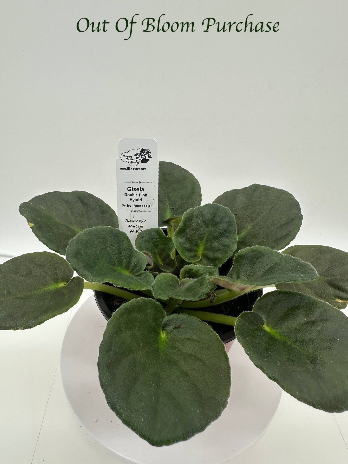 Gisela - Double Pink Hybrid - Live African Violet 4" - Series: Rhapsodie