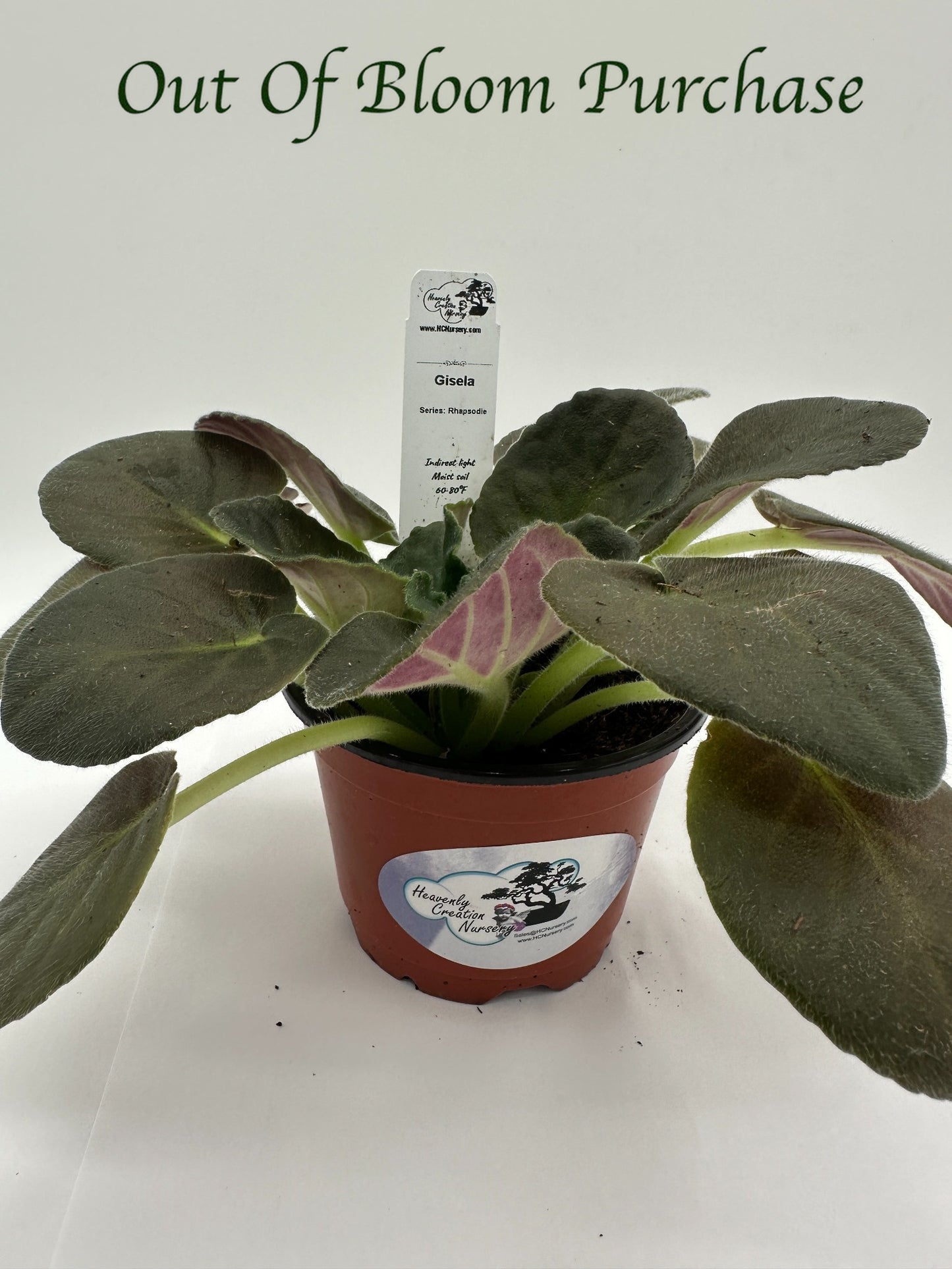 Gisela - Live African Violet 4" - Series: Rhapsodie