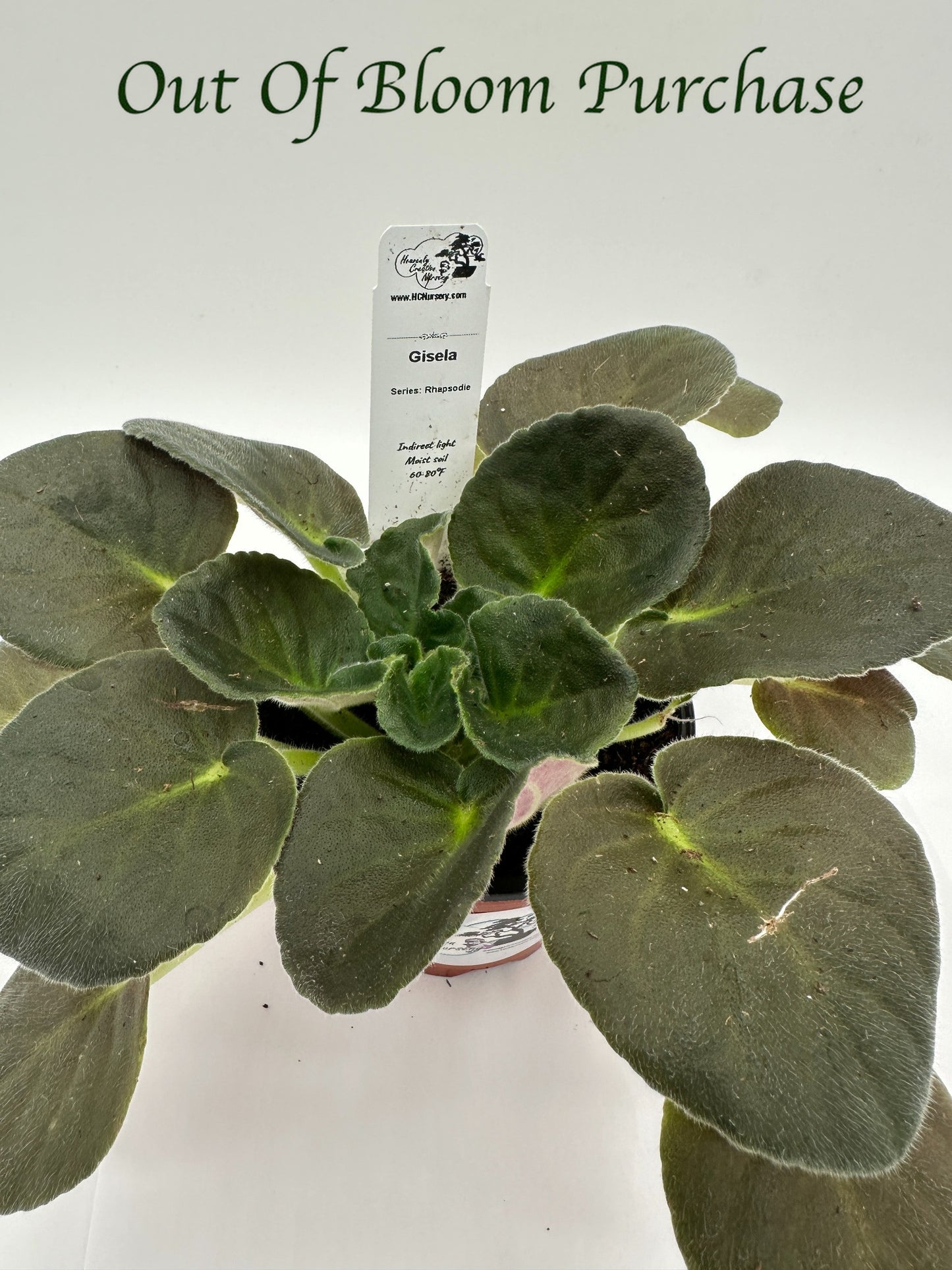 Gisela - Live African Violet 4" - Series: Rhapsodie