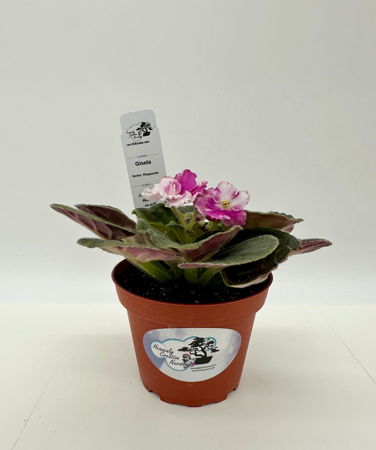Gisela - Live African Violet 4" - Series: Rhapsodie