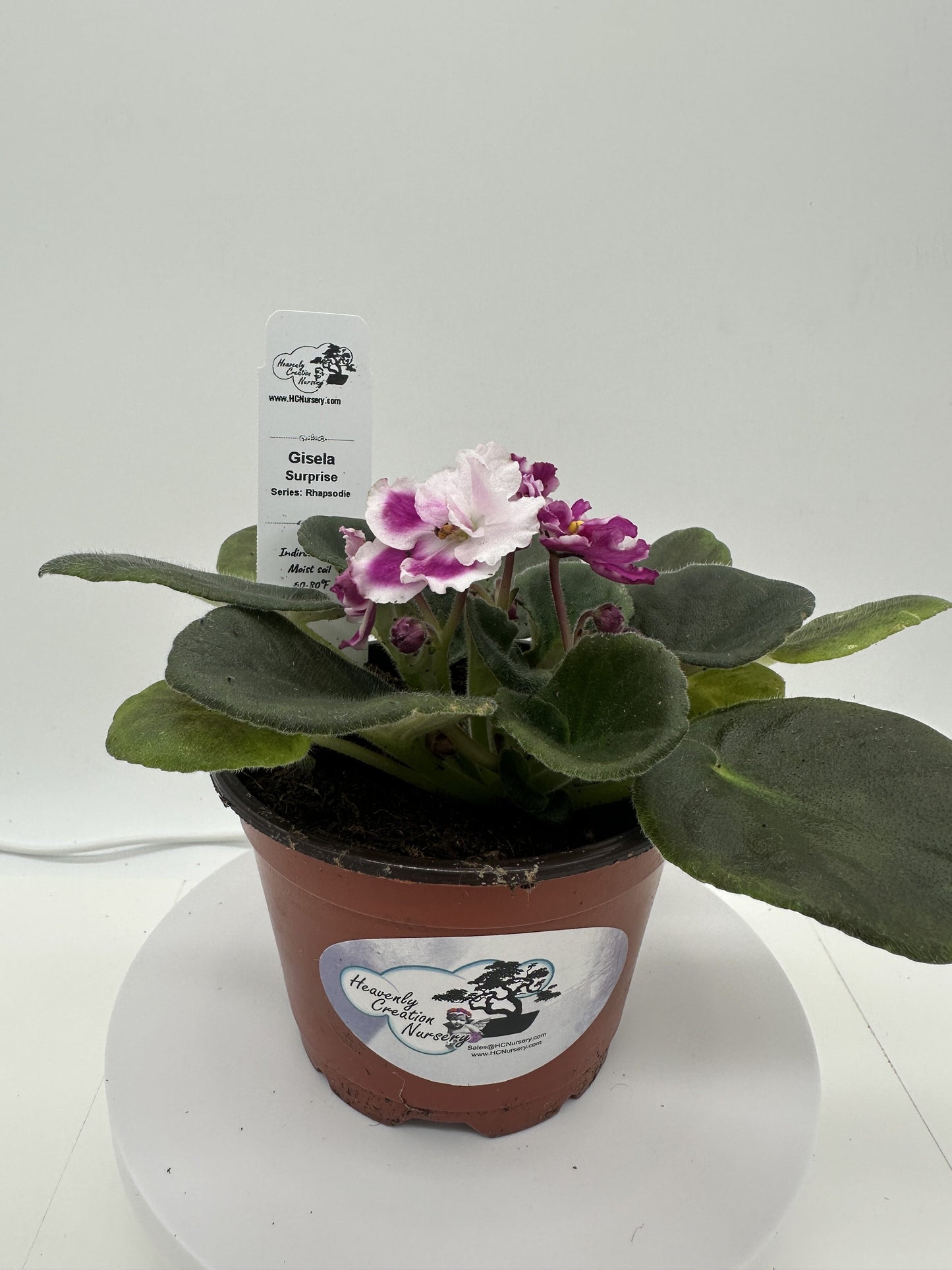 Gisela - Surprise - Live African Violet 4" - Series: Rhapsodie