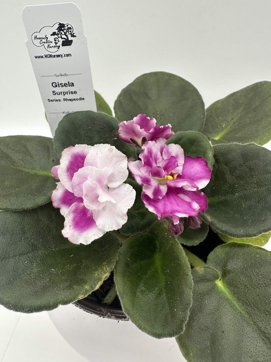 Gisela - Surprise - Live African Violet 4" - Series: Rhapsodie